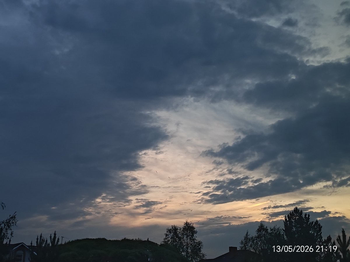 Bird murmuration observed during twilight hours May 13