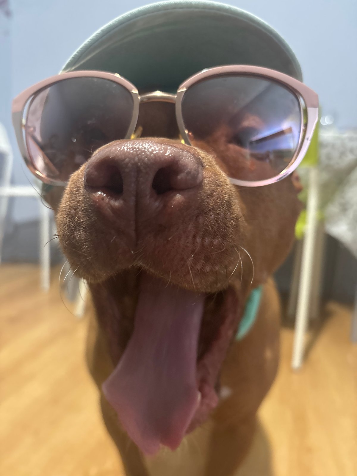 Dog photographed wearing sunglasses and hats in Sofia