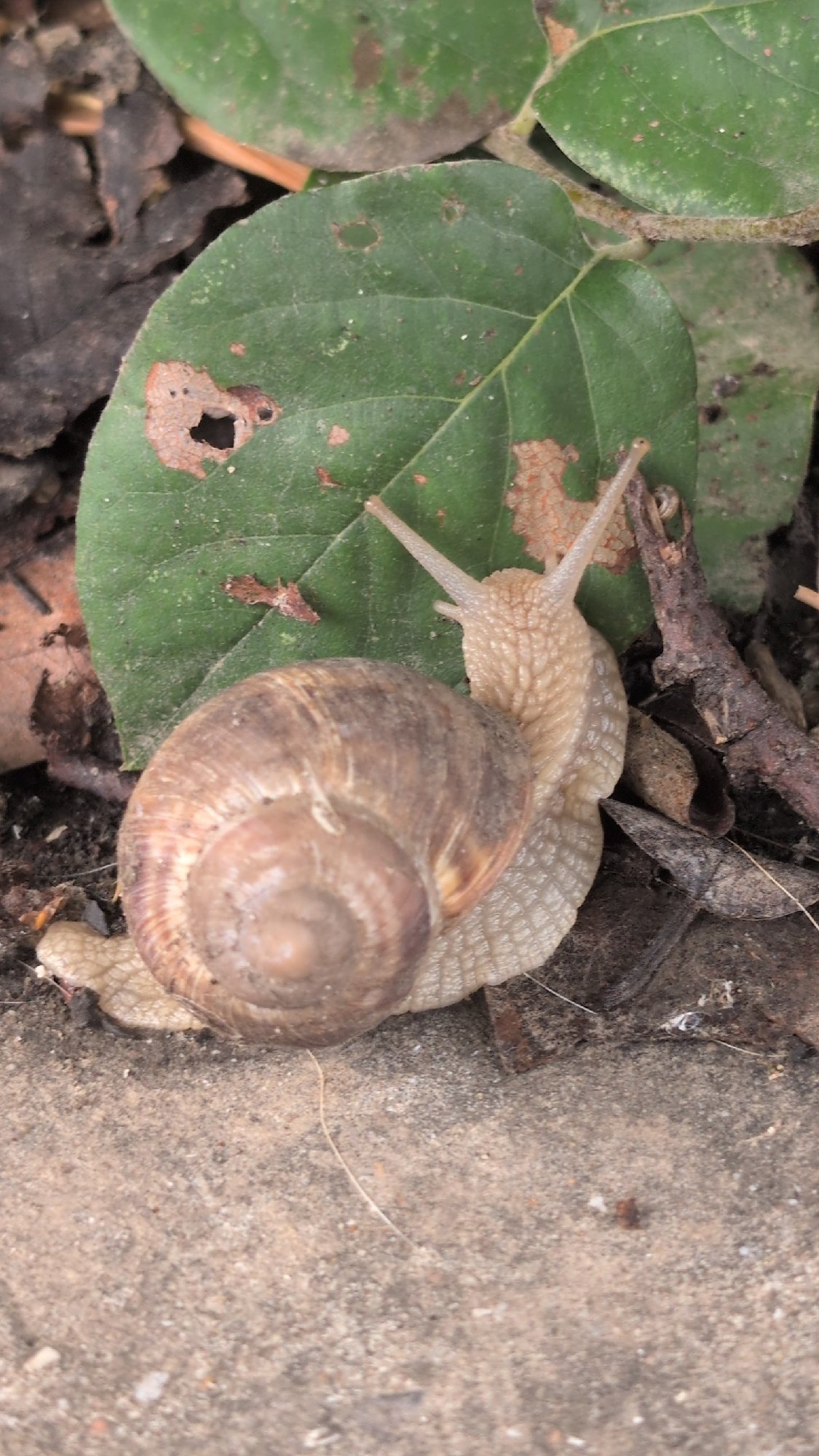 Roman snail up close on the streets of Izmail, Ukraine