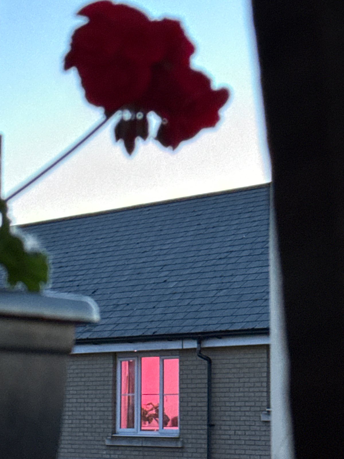 Blurred photo captures red geraniums against gray building in Great Yarmouth