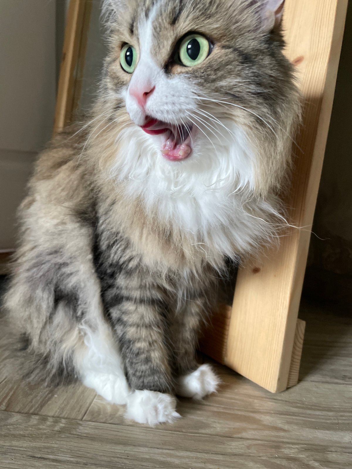 Rainy morning routine in Izhevsk apartment with cats and waffles