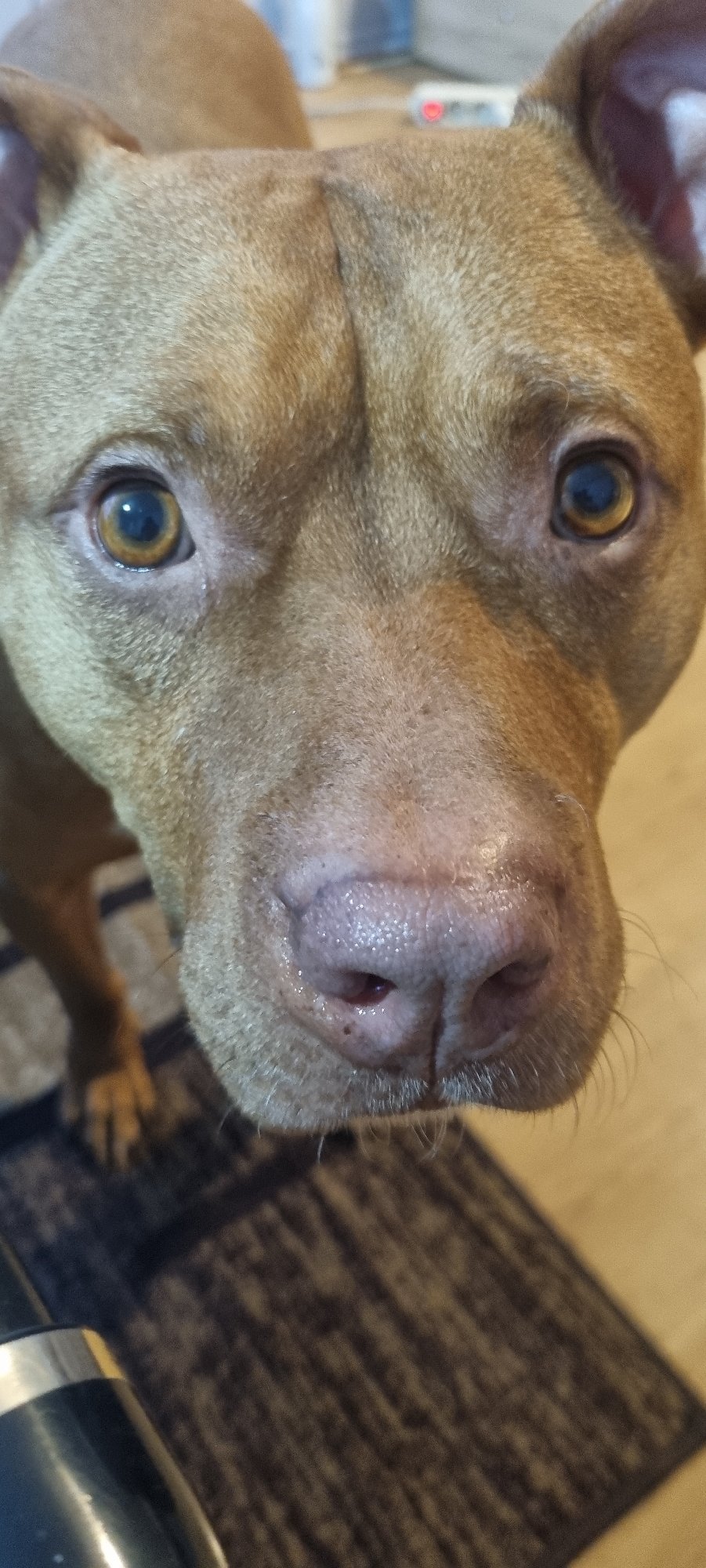 Close-up photos of alert tan dog captured in Sofia