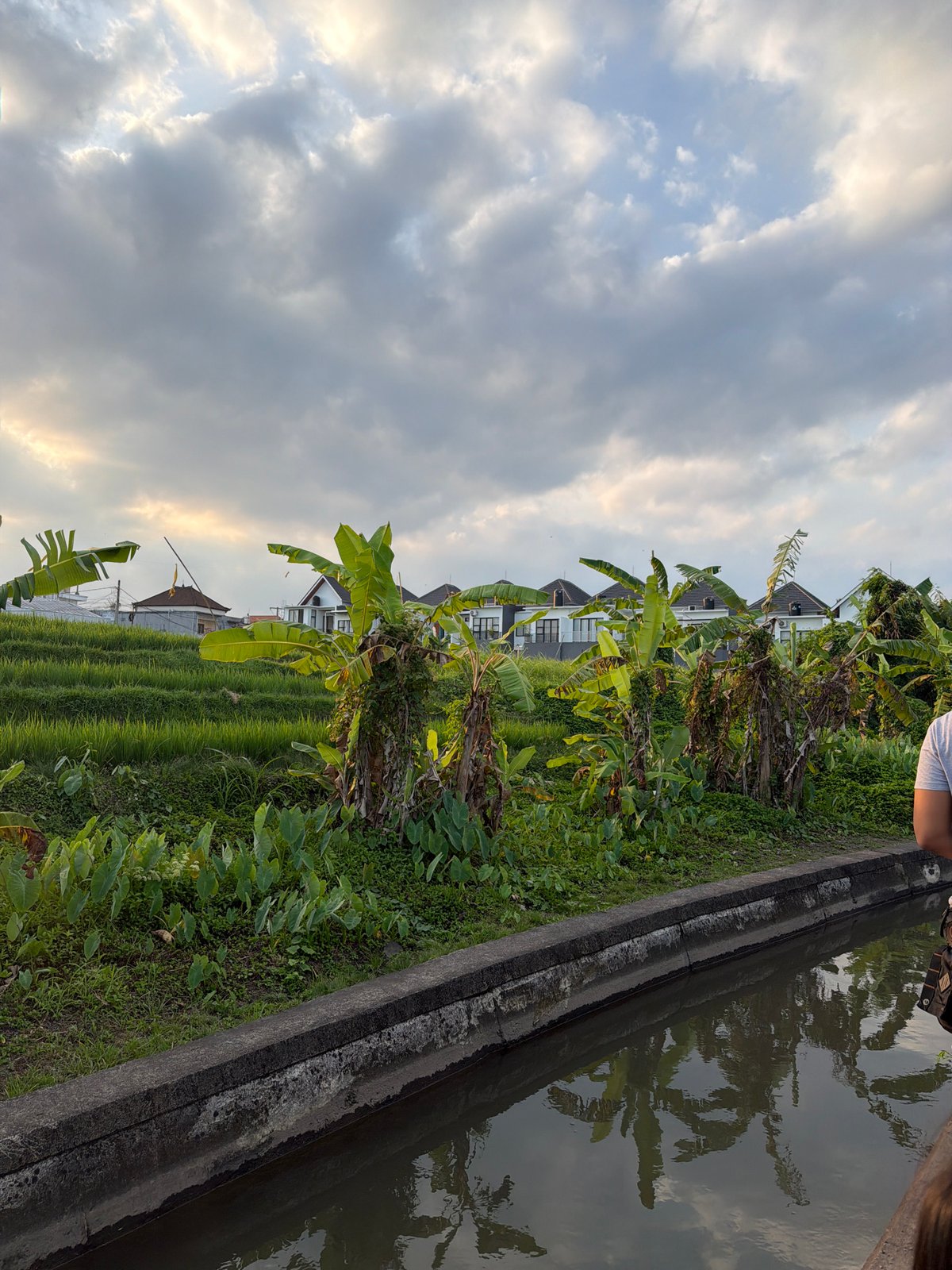 Rice paddies and canal paths on a cloudy Bali morning