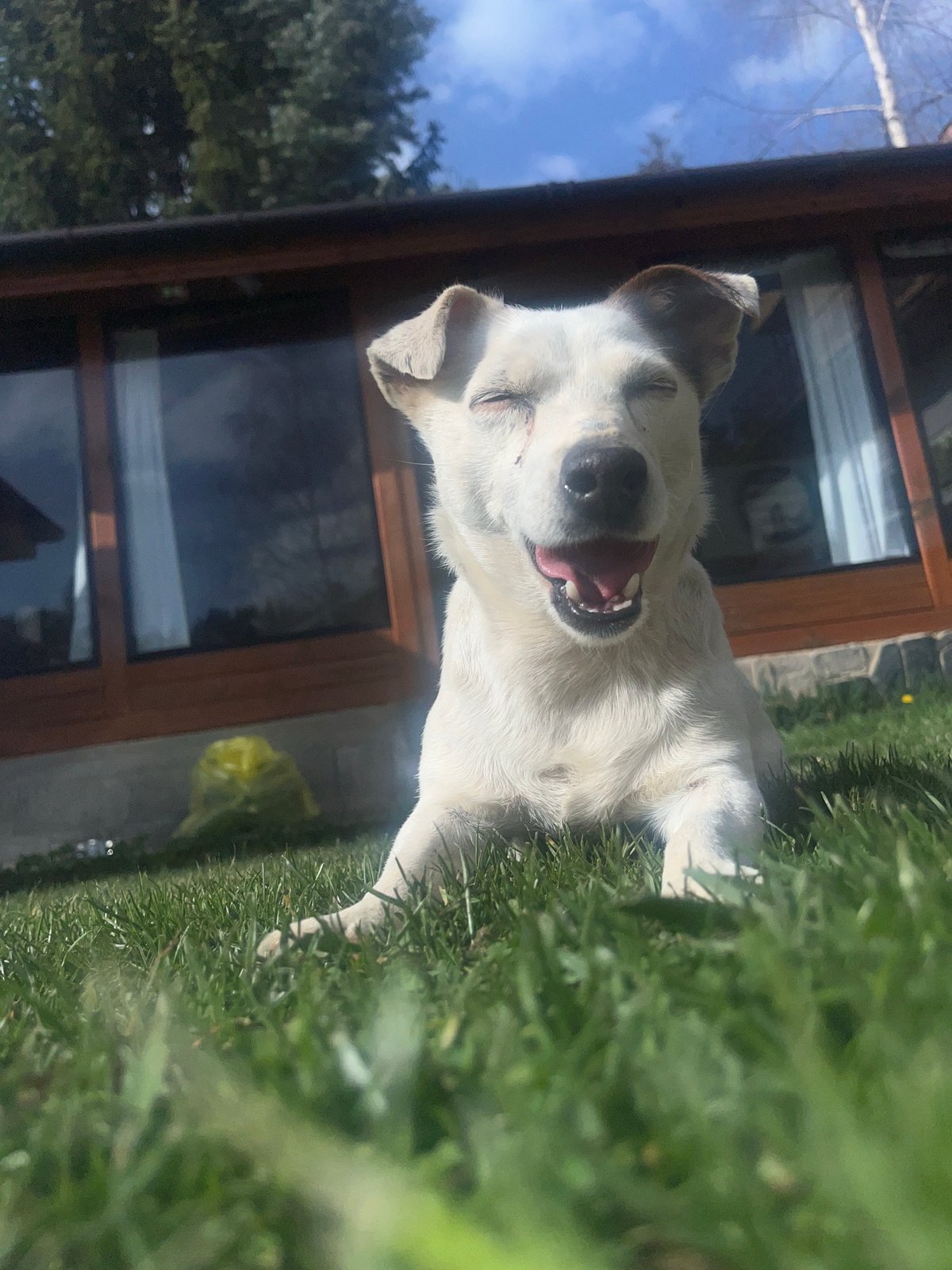 Dog relaxes in Bulgarian backyard during spring afternoon