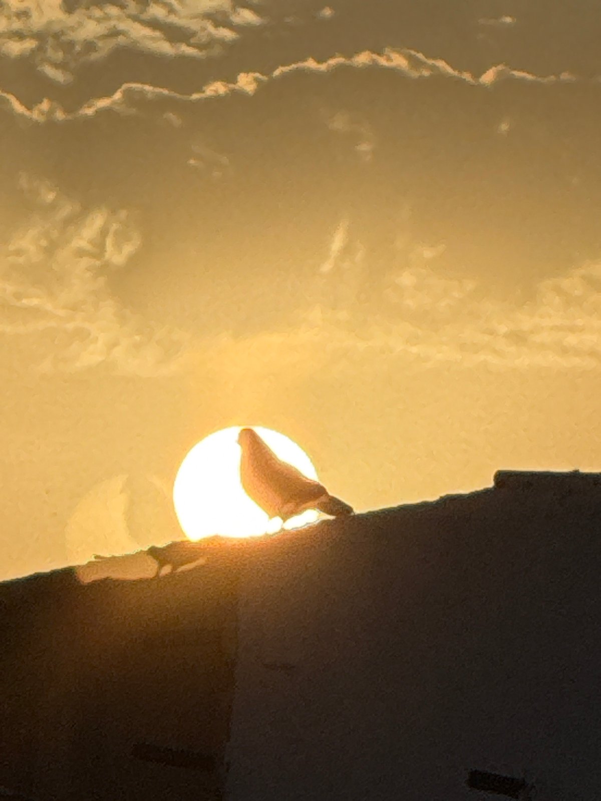 Pigeon on a rooftop, sunset behind it