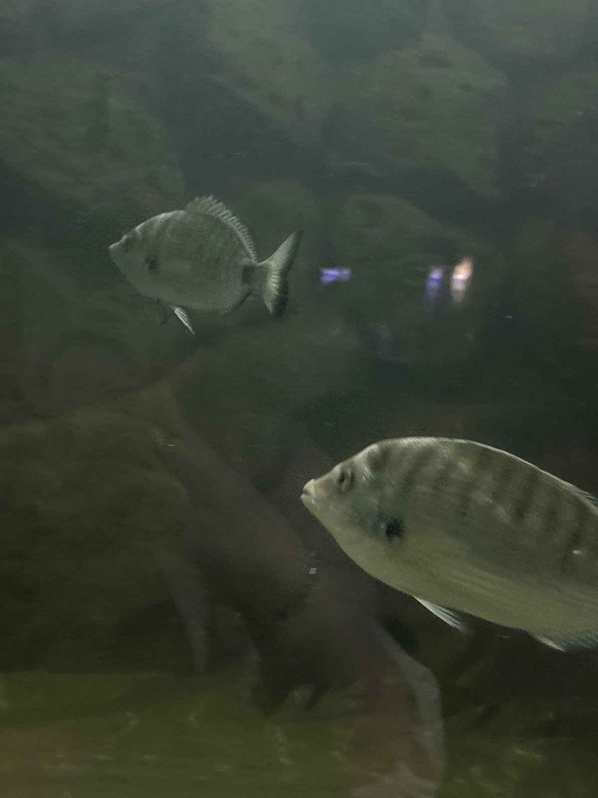 Visitor documents Varna Aquarium exhibits during European Museums Night