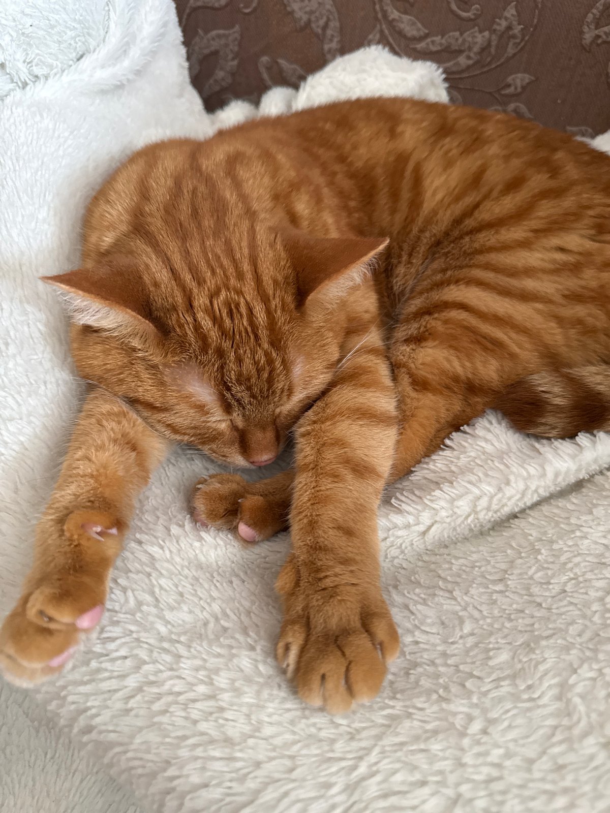 Orange tabby napping on a white blanket in Vologda