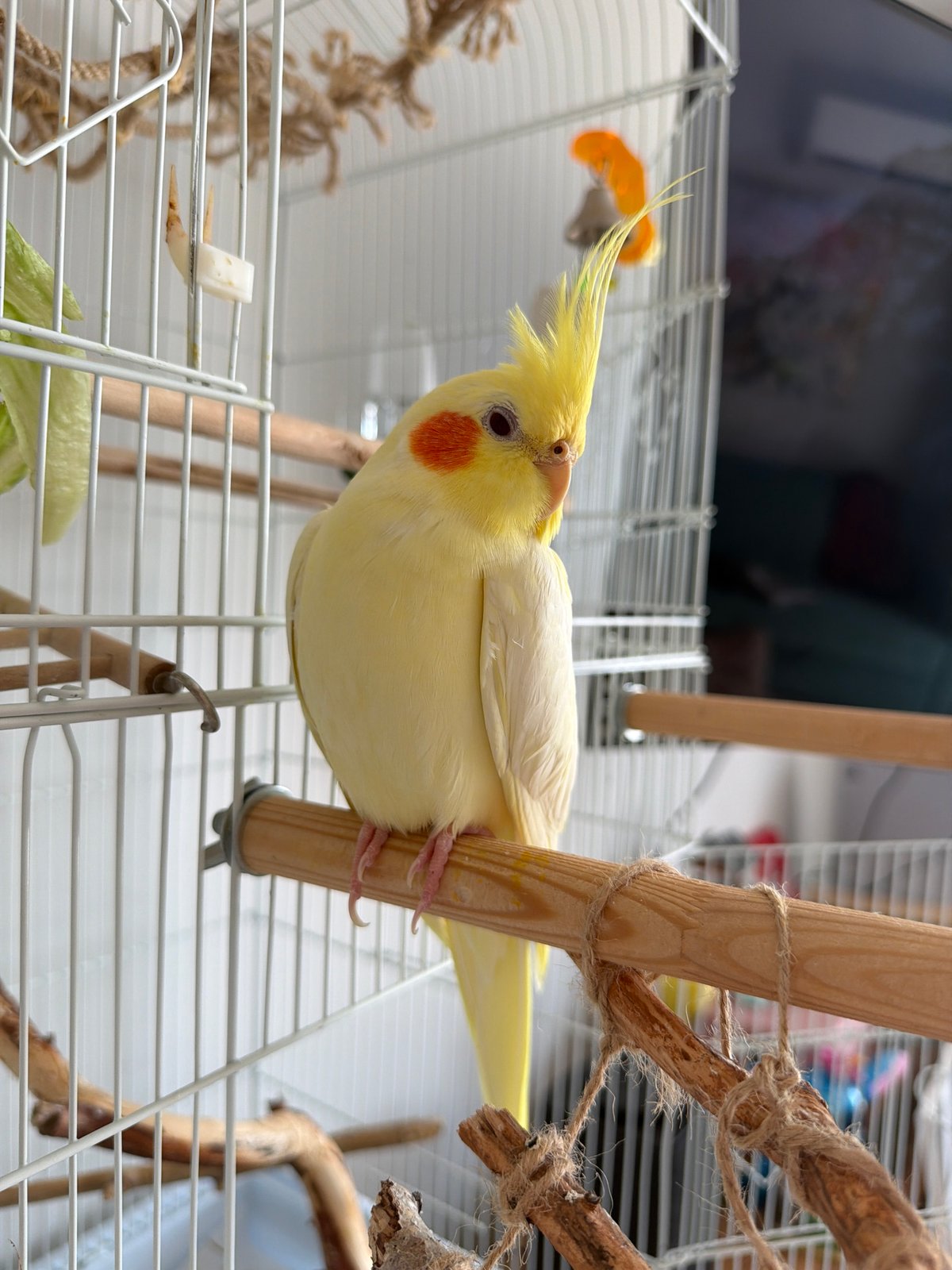 Cockatiel at home and a stenciled '110' in Krasnoyarsk