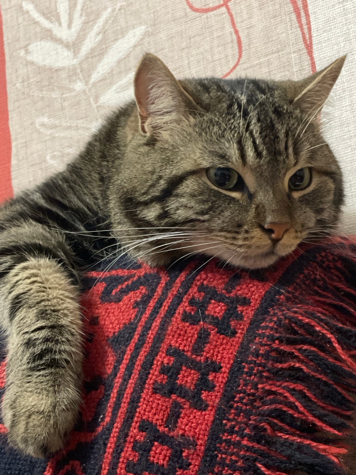 Tabby cat at rest on a patterned blanket, Cherkasy