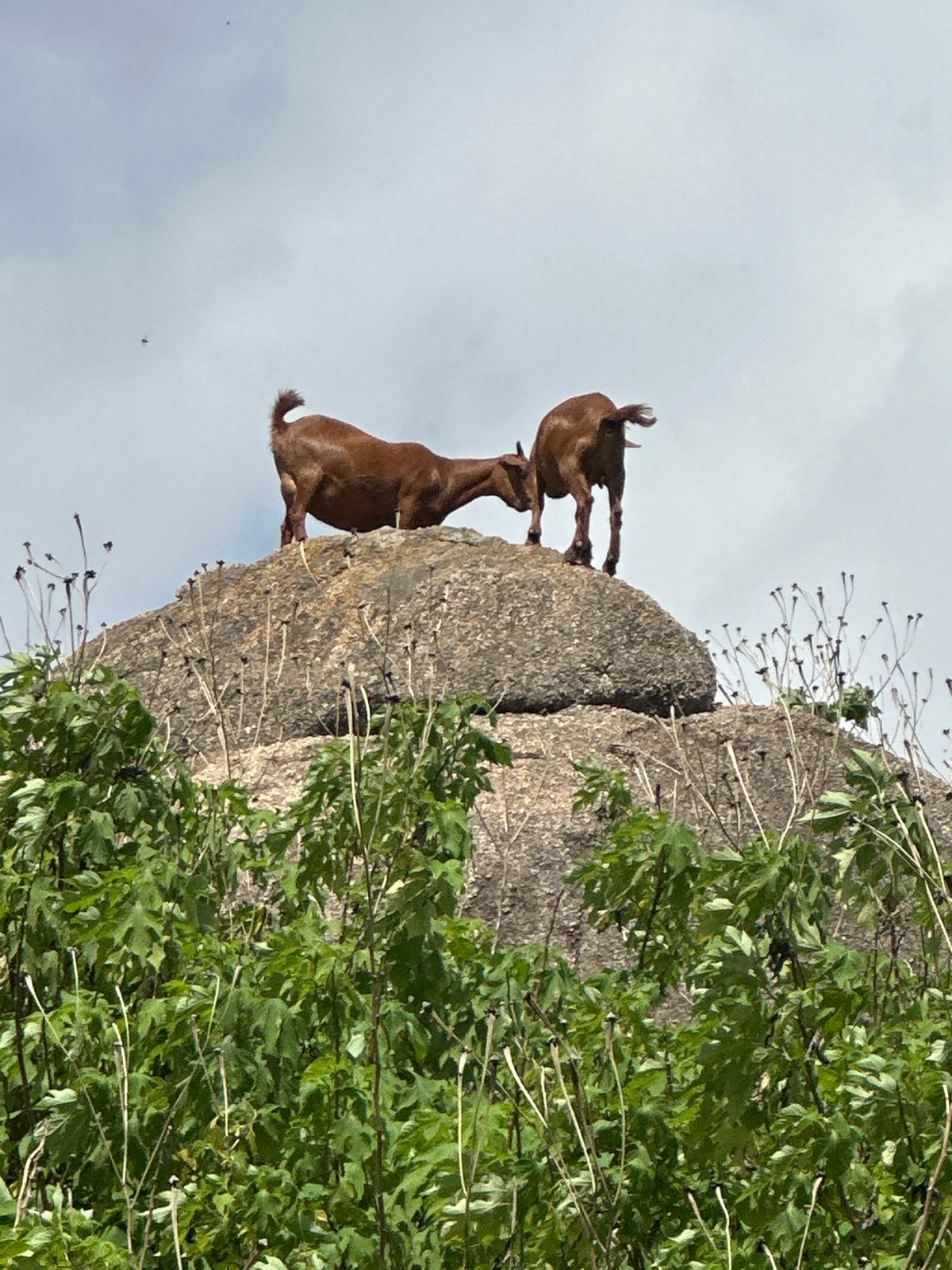 Jos hillside life: boulders, grazing goats, and hillside settlements