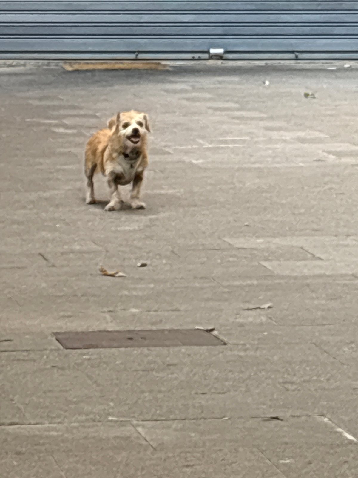 Dogs on a sidewalk, plus a barbershop medallion close-up
