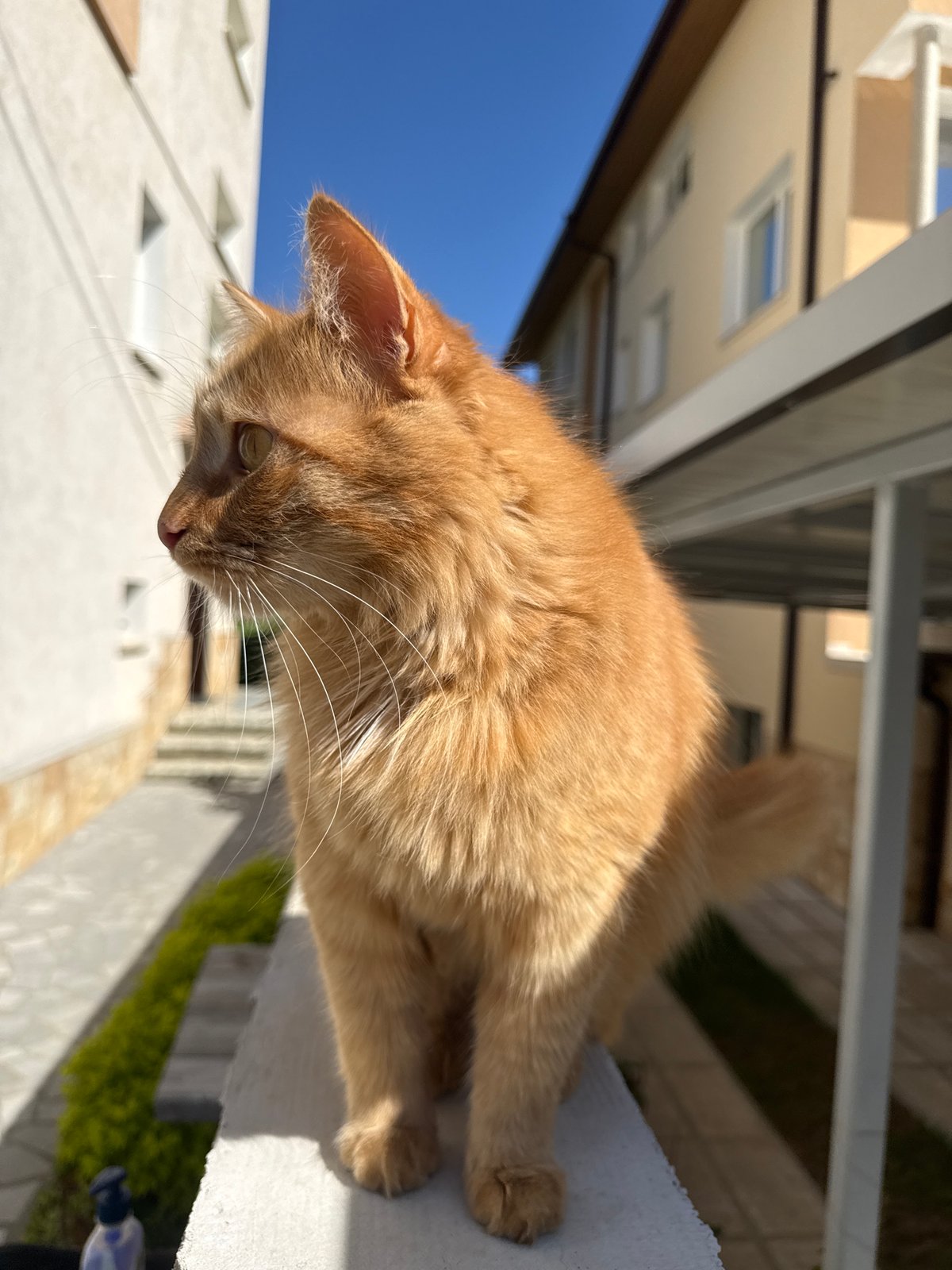Border Collie and orange cat play together in Bulgarian town