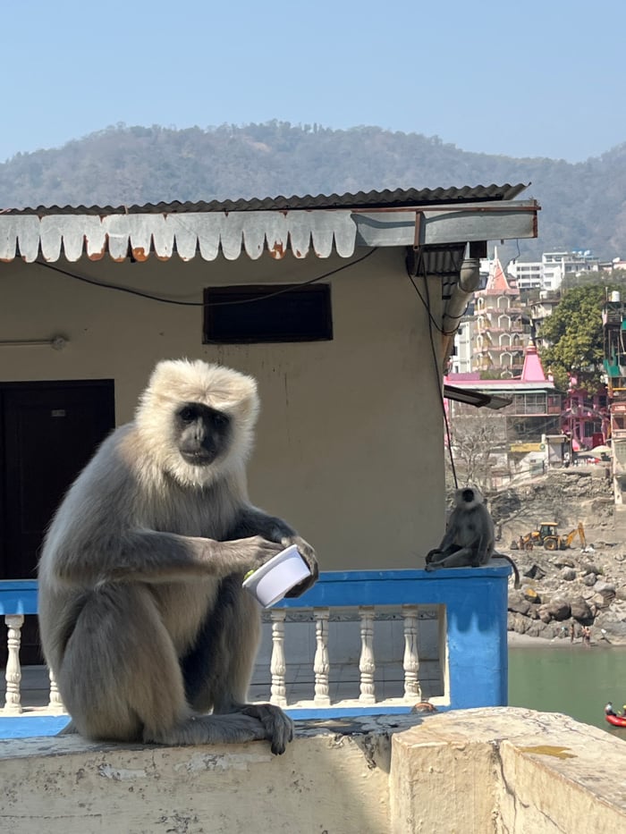 Tourist explores Rishikesh streets, feeds monkeys during morning walkabout