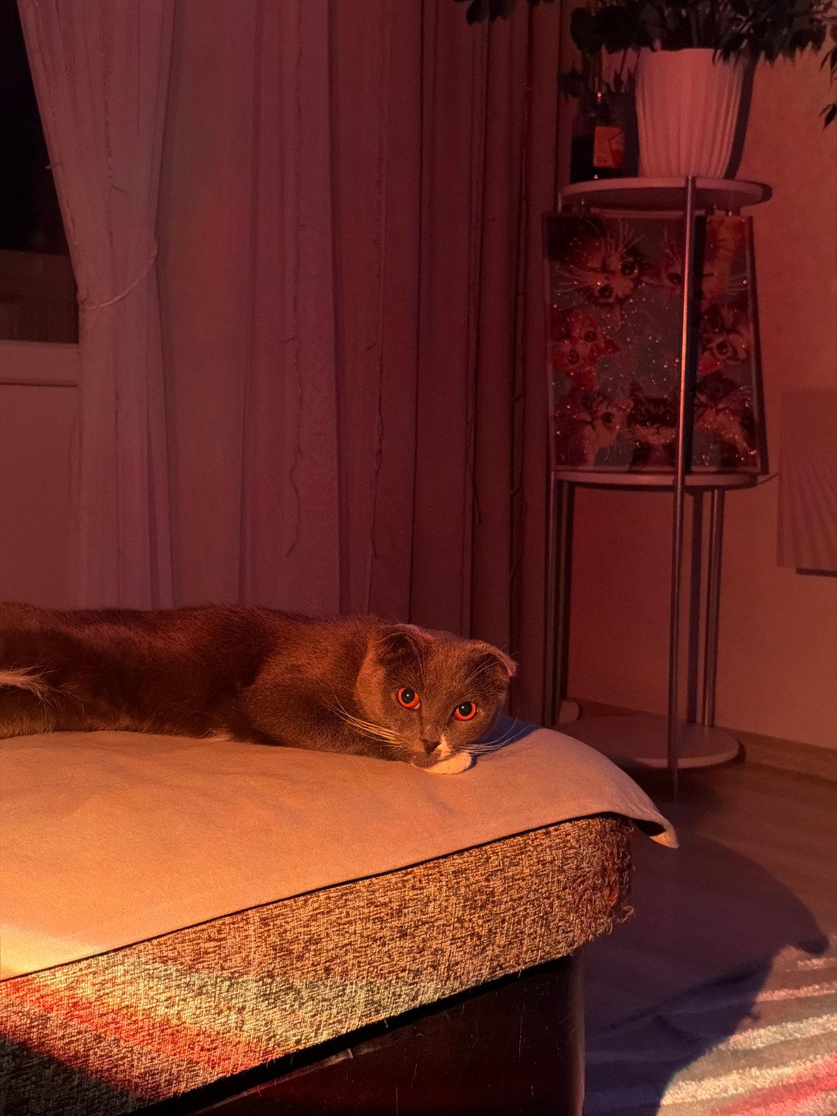 Cat photographed in multiple indoor scenes in Chaikovsky, Russia