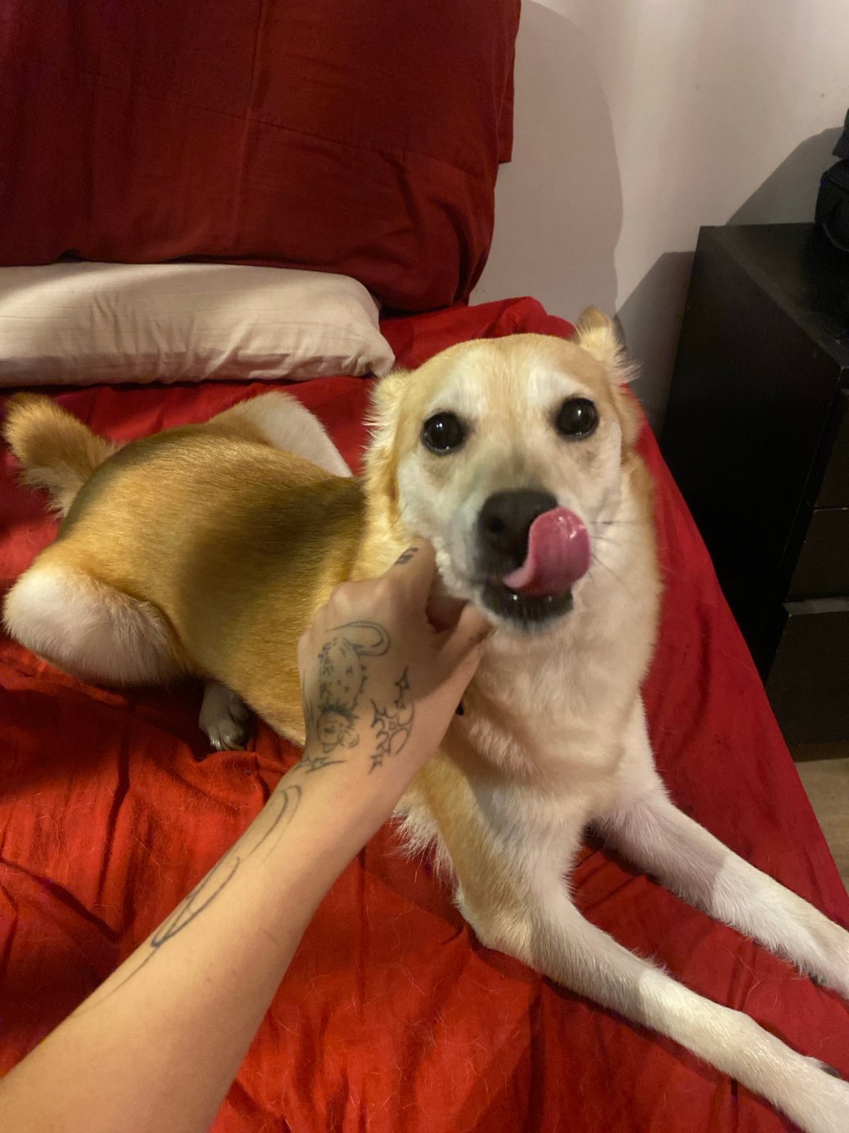 Buenos Aires concert performance and pet moment captured