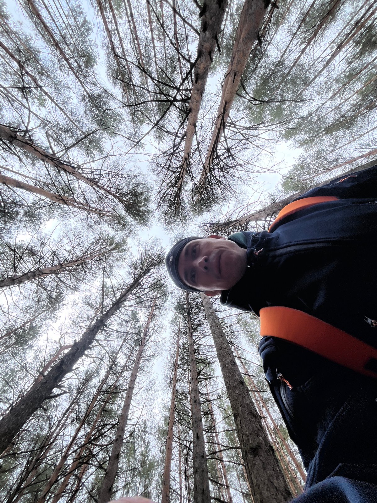 Morning forest walk documented in Chaikovsky pine woods