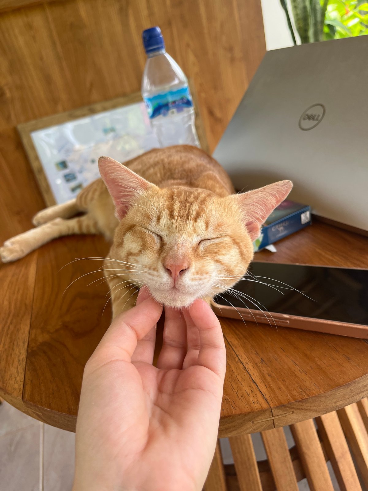 Morning moments captured in Nusa Penida: cats, coffee, flowers