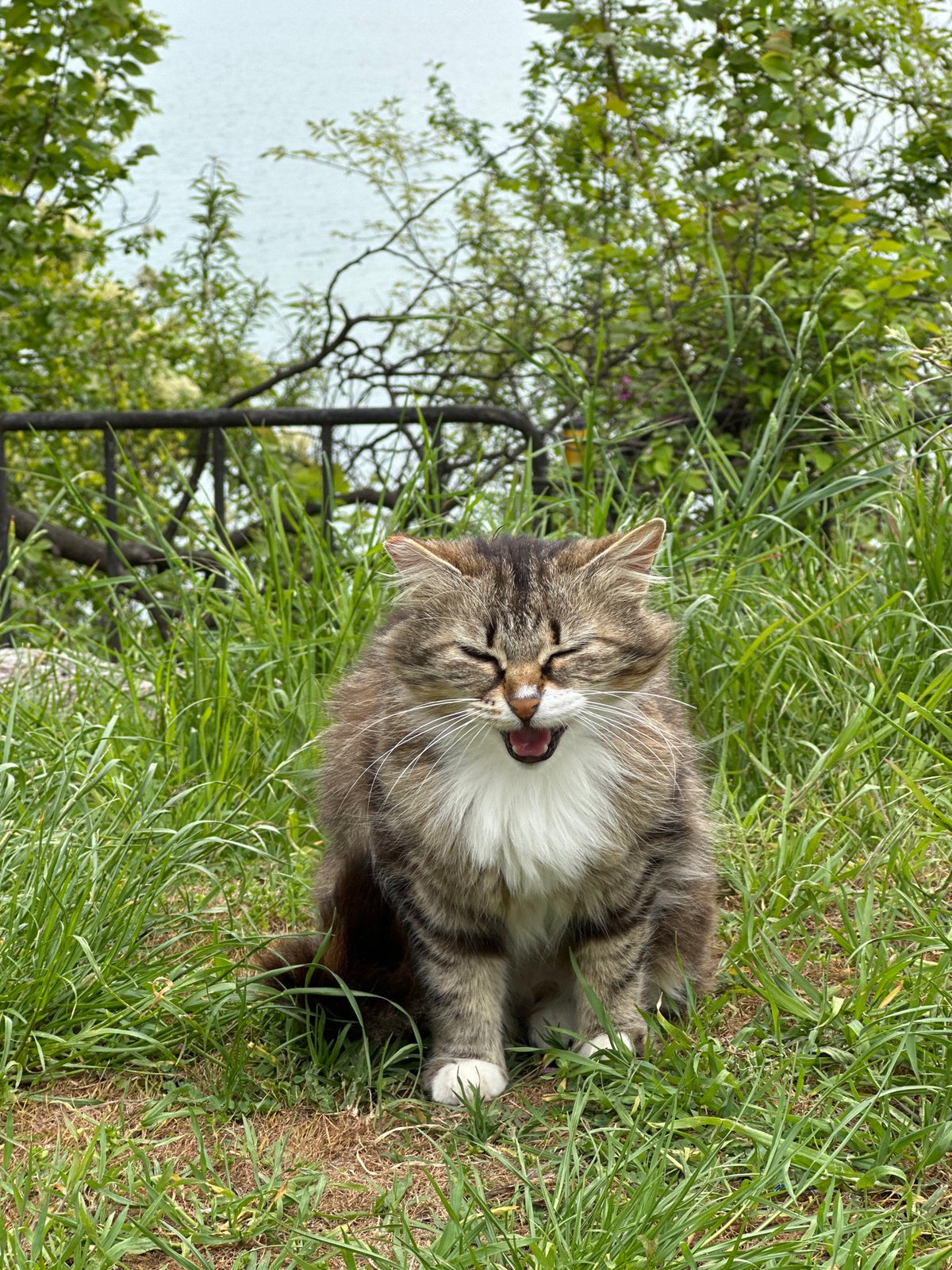 Tabby cat spotted in grassy area in Varna