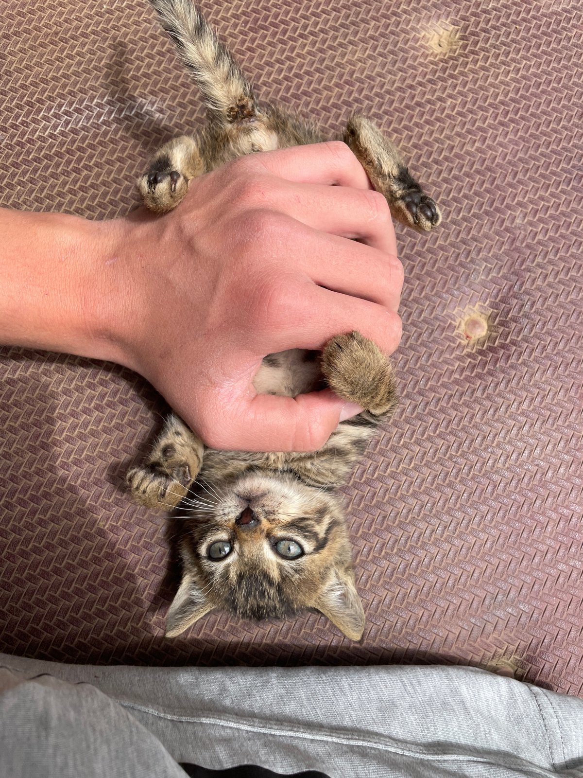 Person plays with tabby kitten outdoors in Bulgarian town