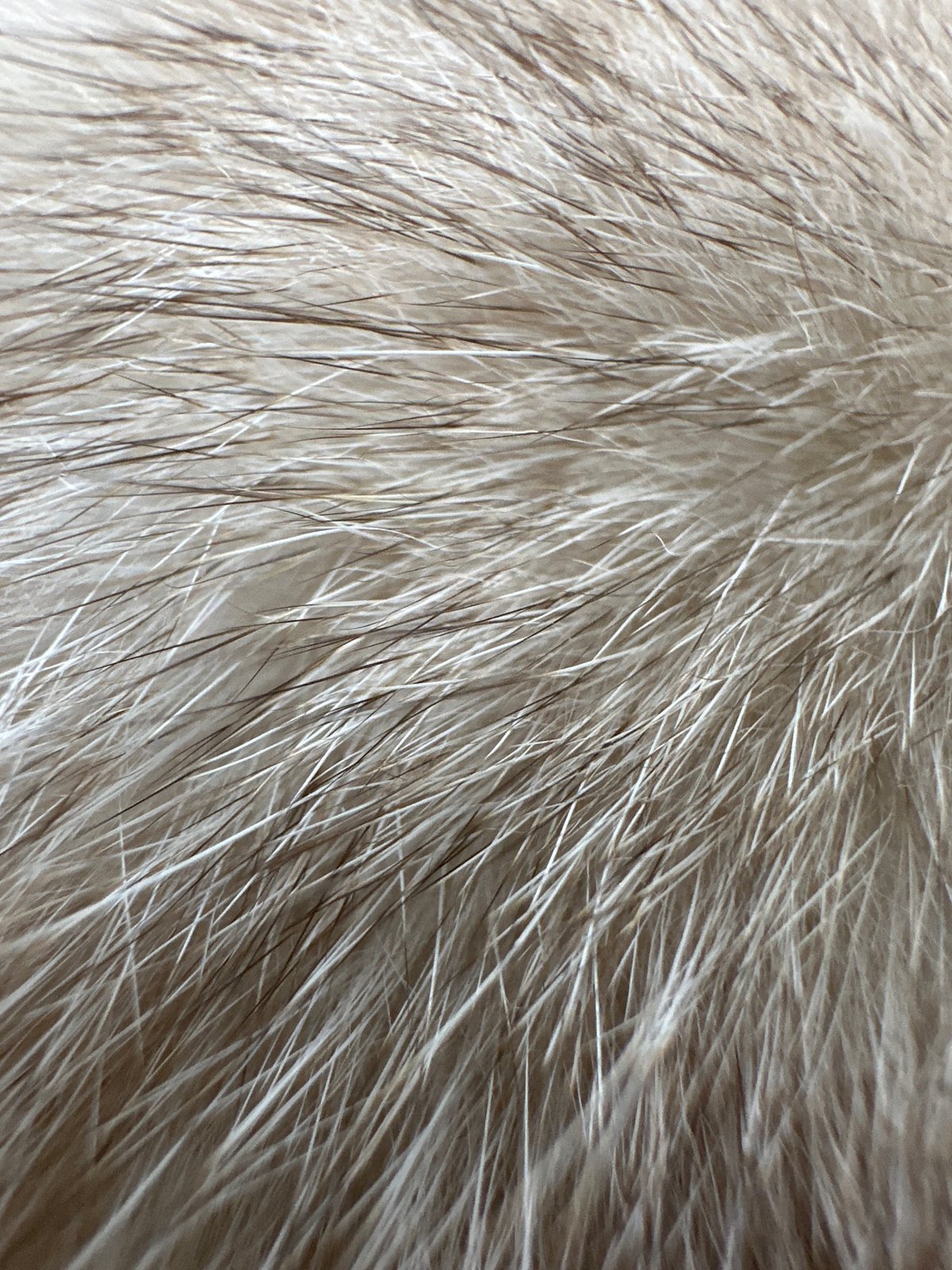 Cat resting on herringbone fabric captured in detailed close-ups