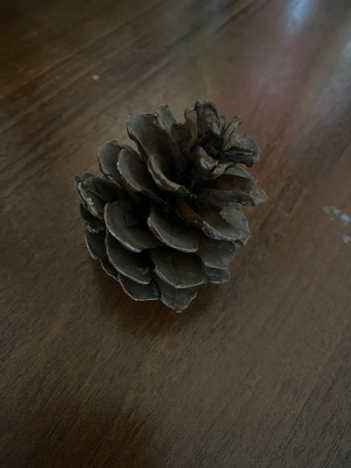 Botanical details: cones, catkins, and a ficus by the window