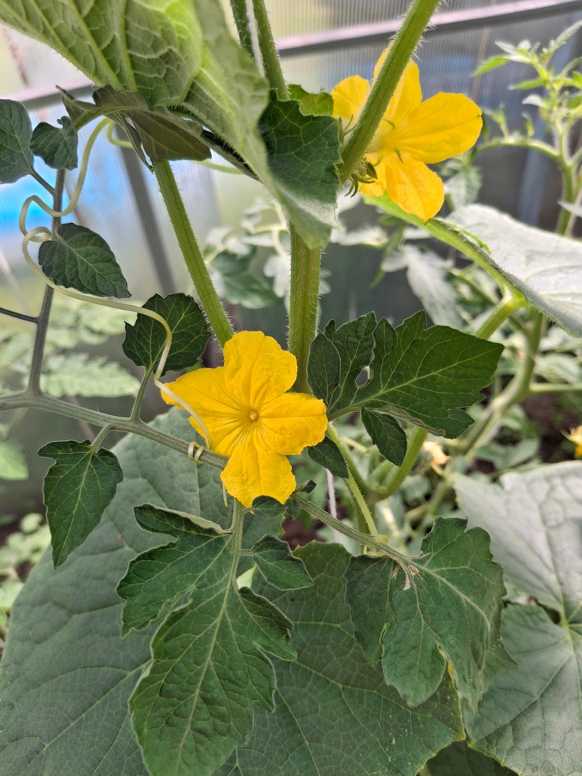 Backyard garden morning in Ogre, Latvia