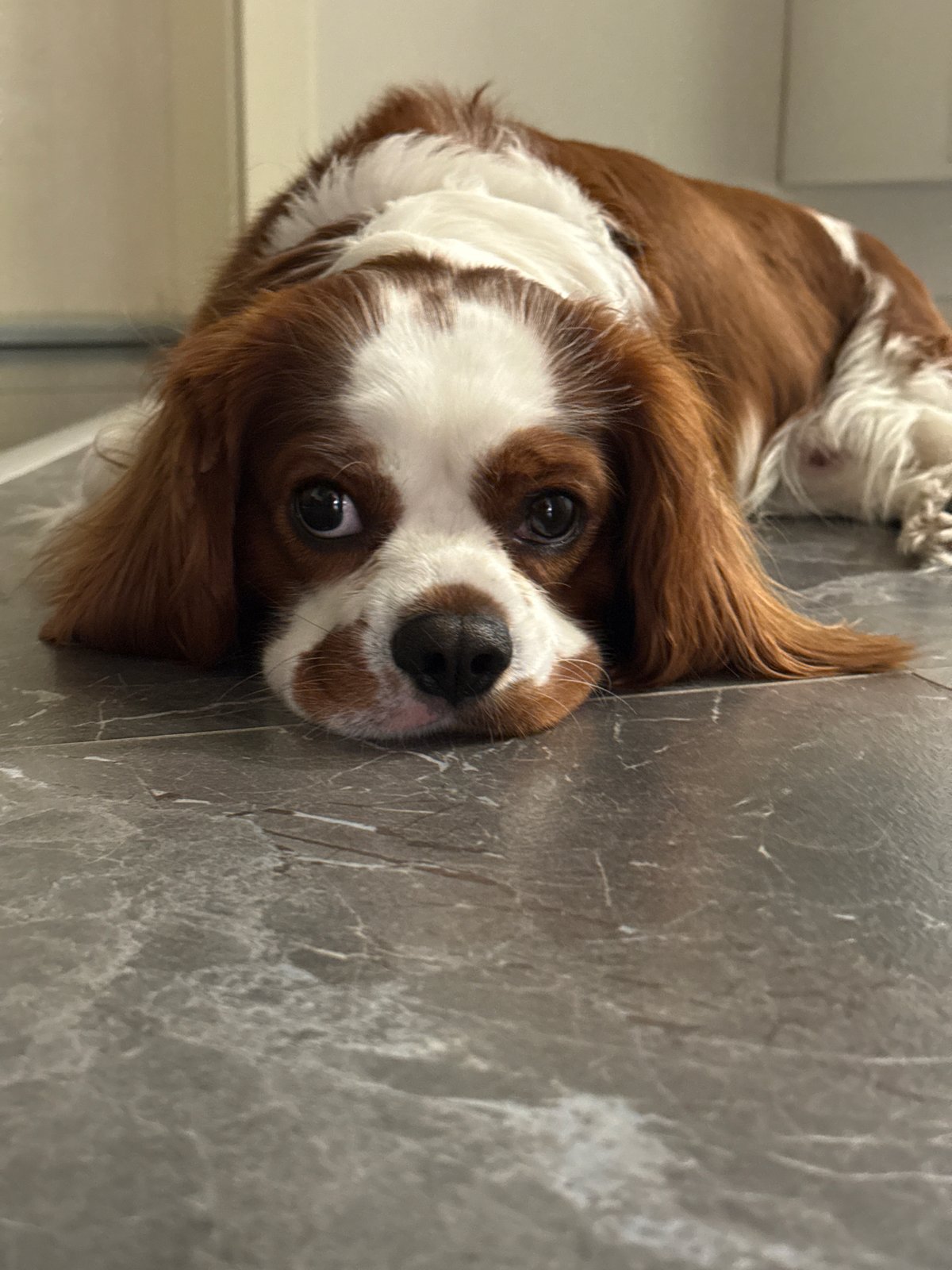 A Cavalier King Charles Spaniel's evening in Dobrich