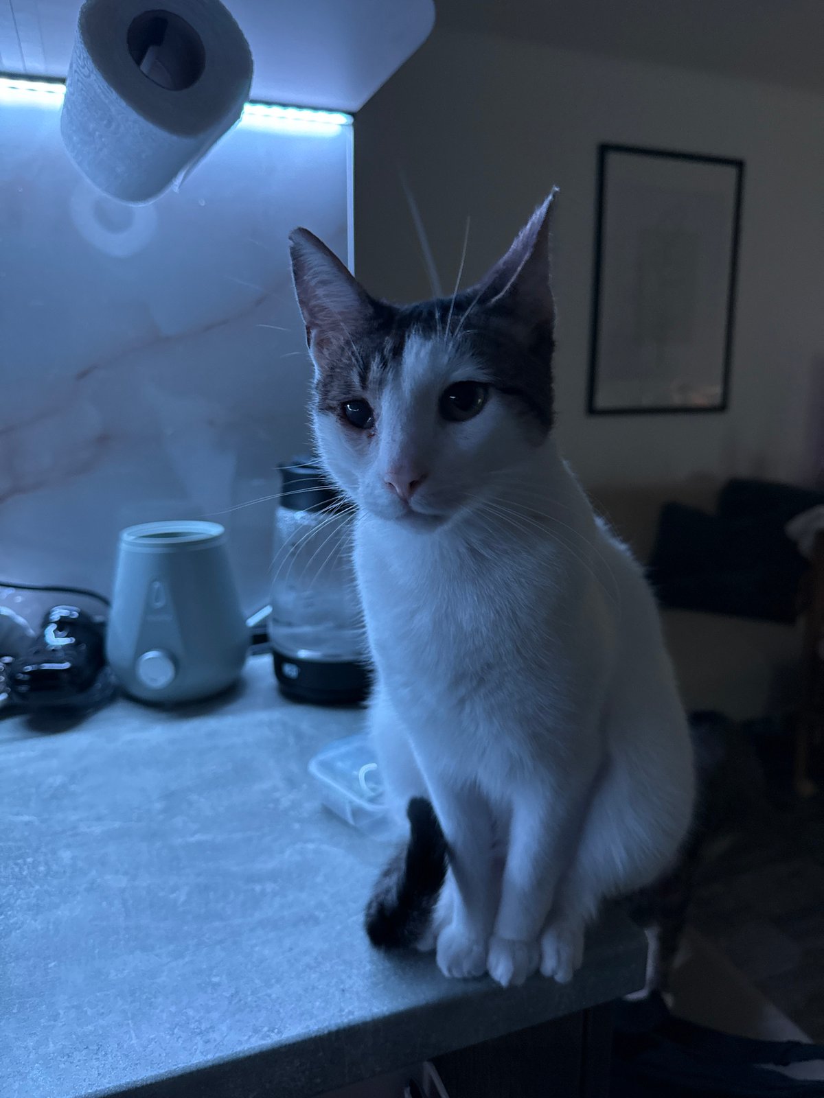 Domestic cats photographed indoors in Varna, Bulgaria