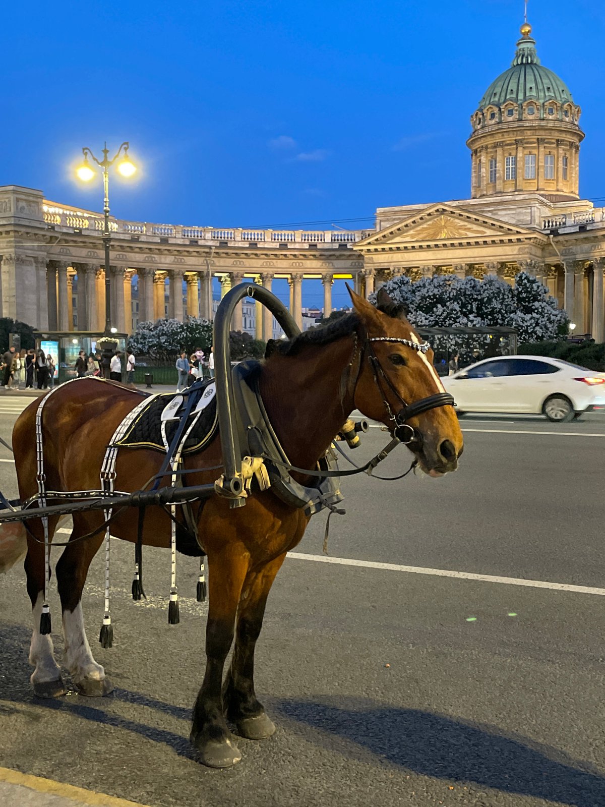 Evening horse carriages captured near Kazan Cathedral, Saint Petersburg