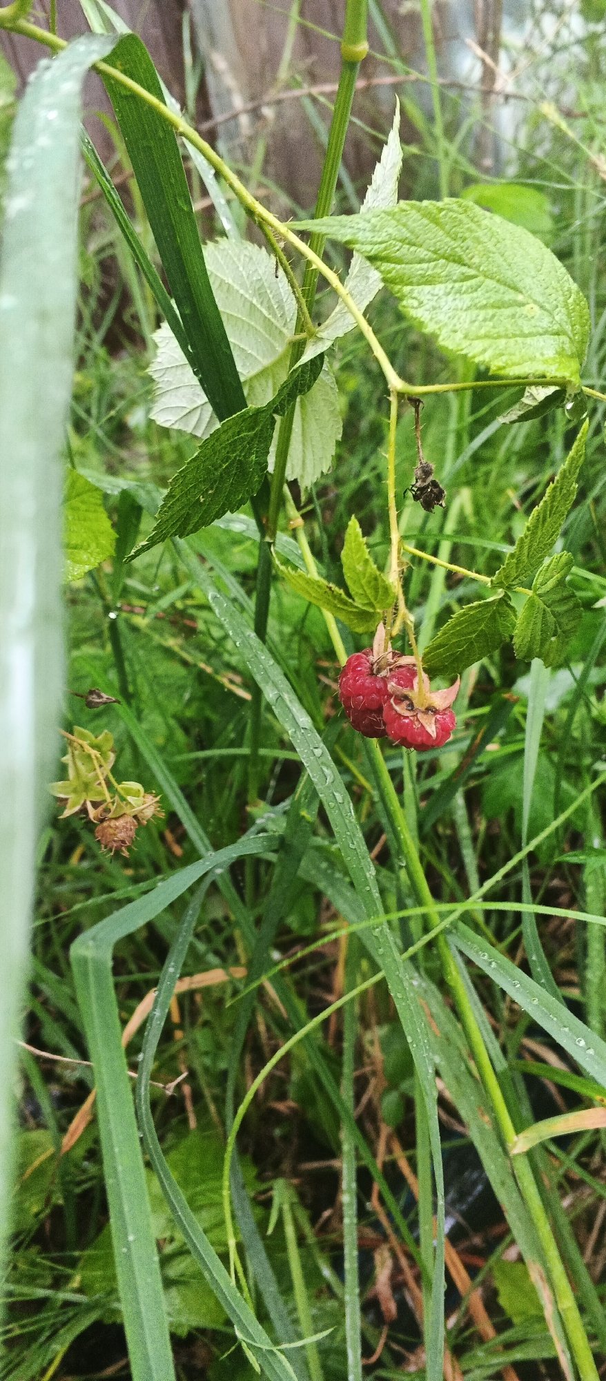 Rainy summer walk through Izhevsk wetlands and wildflower growth