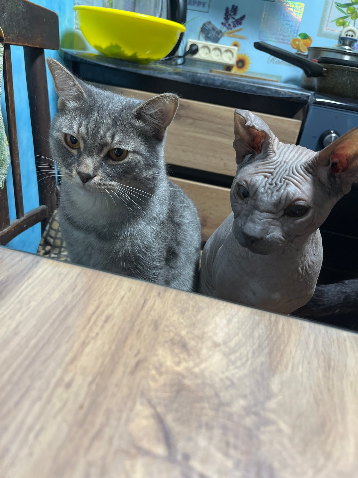 Home life unfolds in Nizhny Tagil: guitar, pets, meals