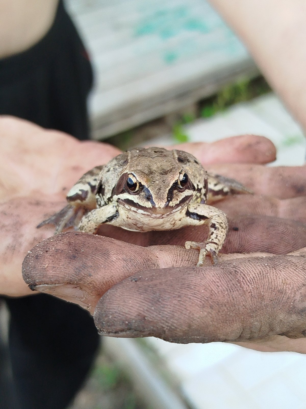 Common frog handled and watched in a Zavodoukovsk backyard