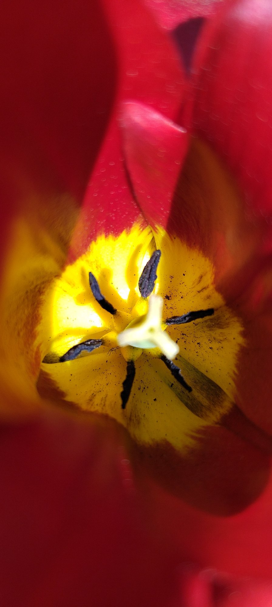 Spring tulips bloom in Russian garden, captured in detail