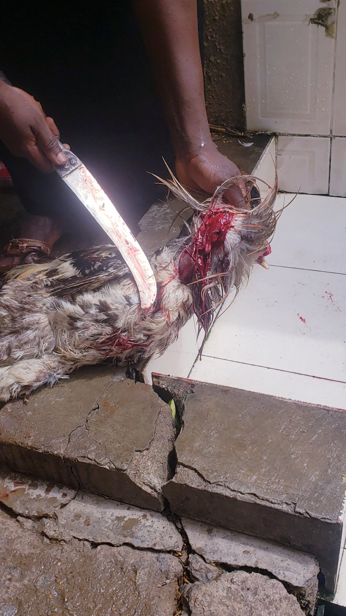 Man butchers chicken in outdoor area, Sabon Tasha Nigeria