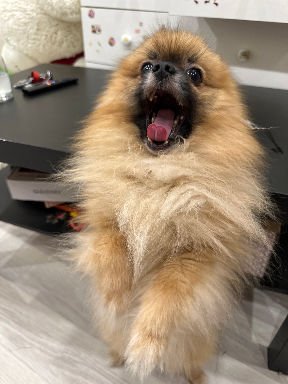 Pomeranian dog in various candid and posed shots