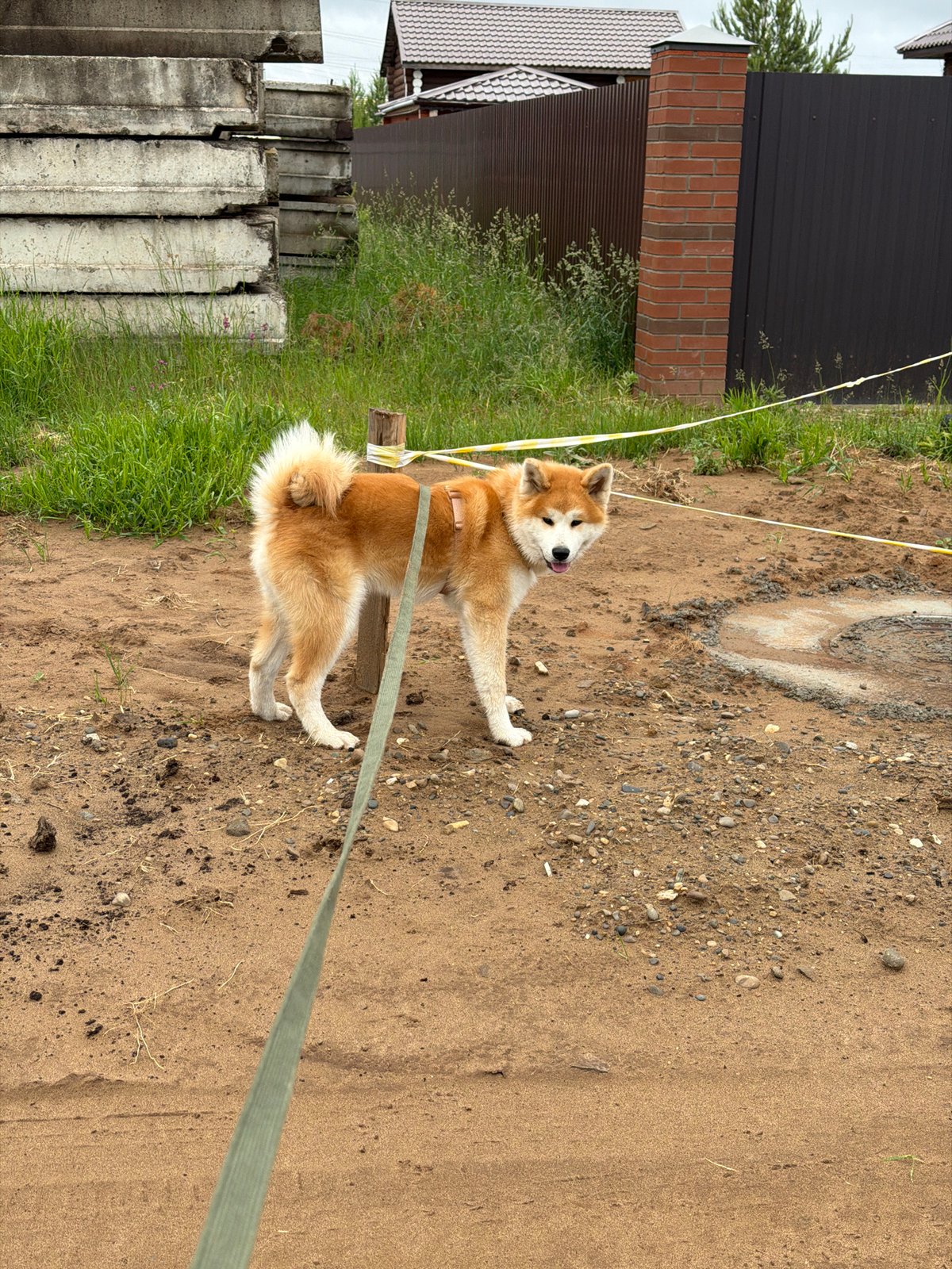 Pink-haired woman walks Akita dog in early morning Chaikovsky