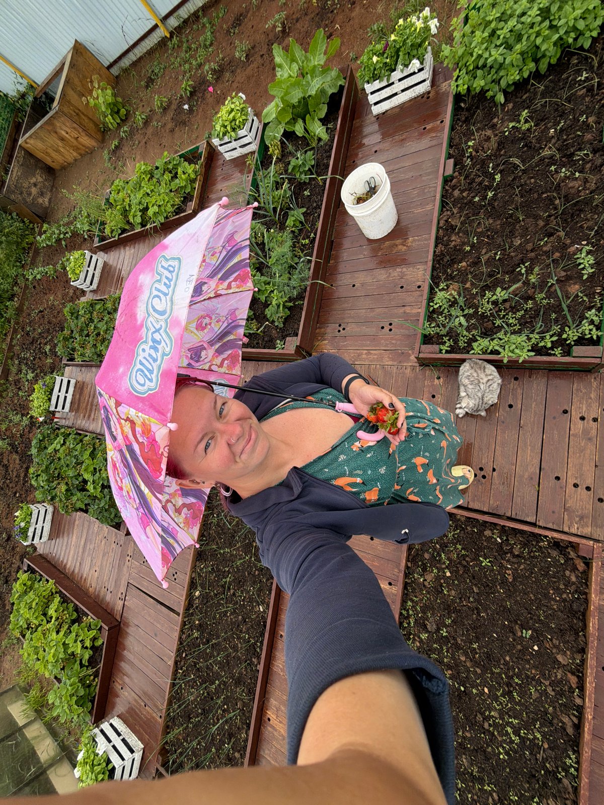 Early morning strawberry picking session in Chaikovsky garden