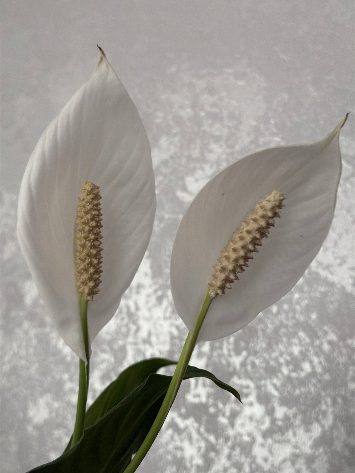 Close-up flower photography documented at single location