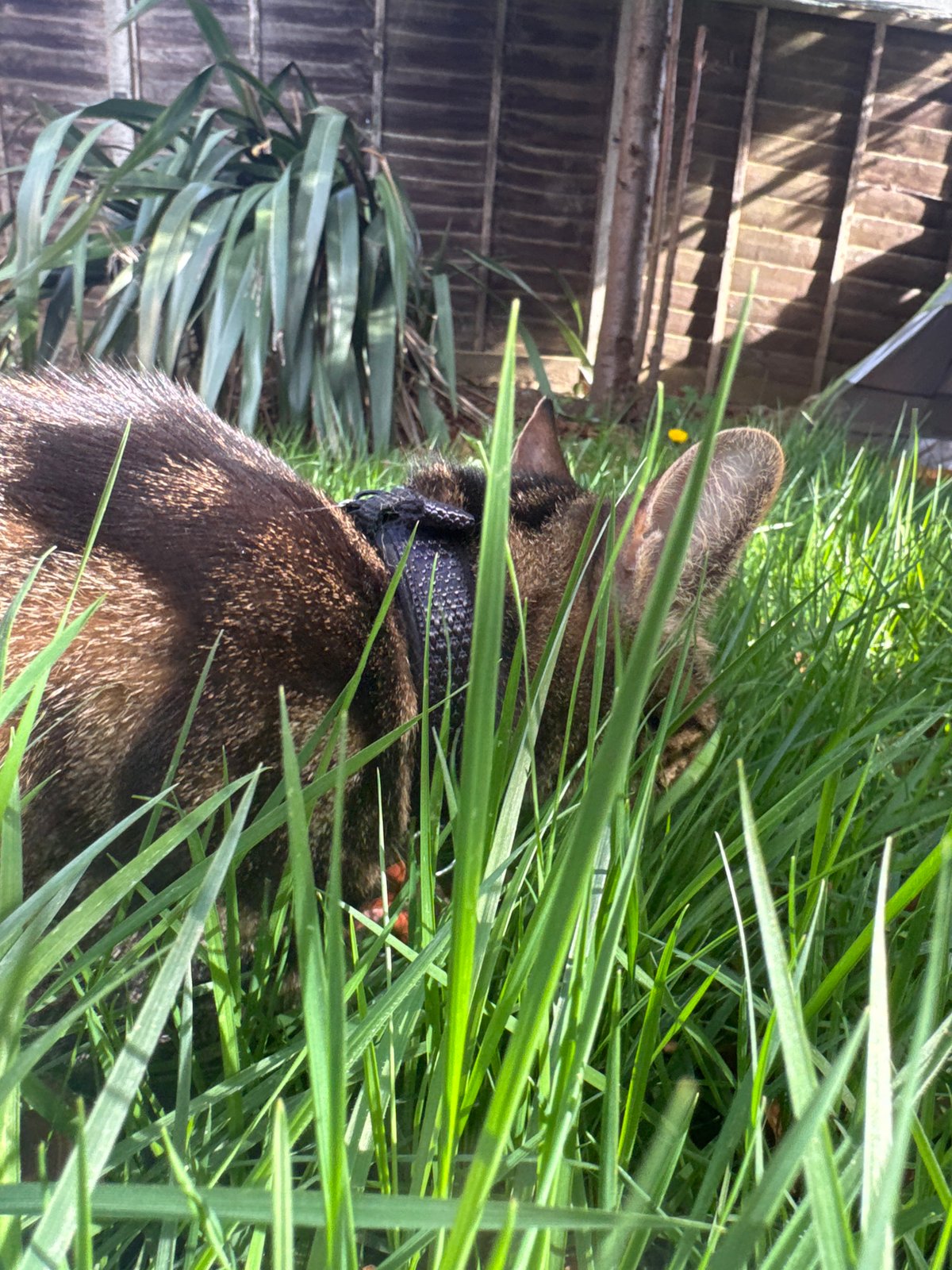 Animals gather in dandelion field in Desborough
