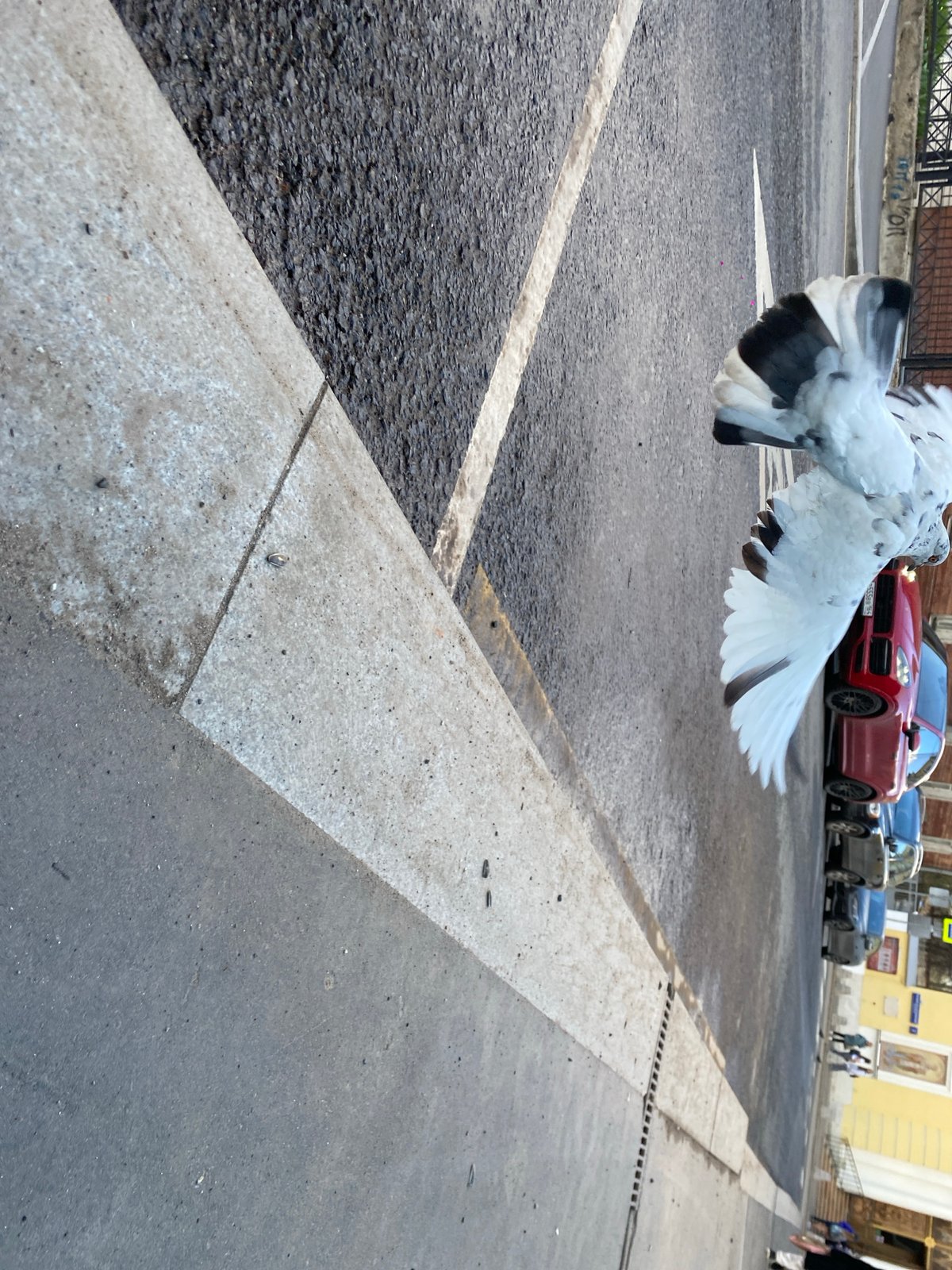 Pigeon hovers over Moscow street amid traffic and pedestrians