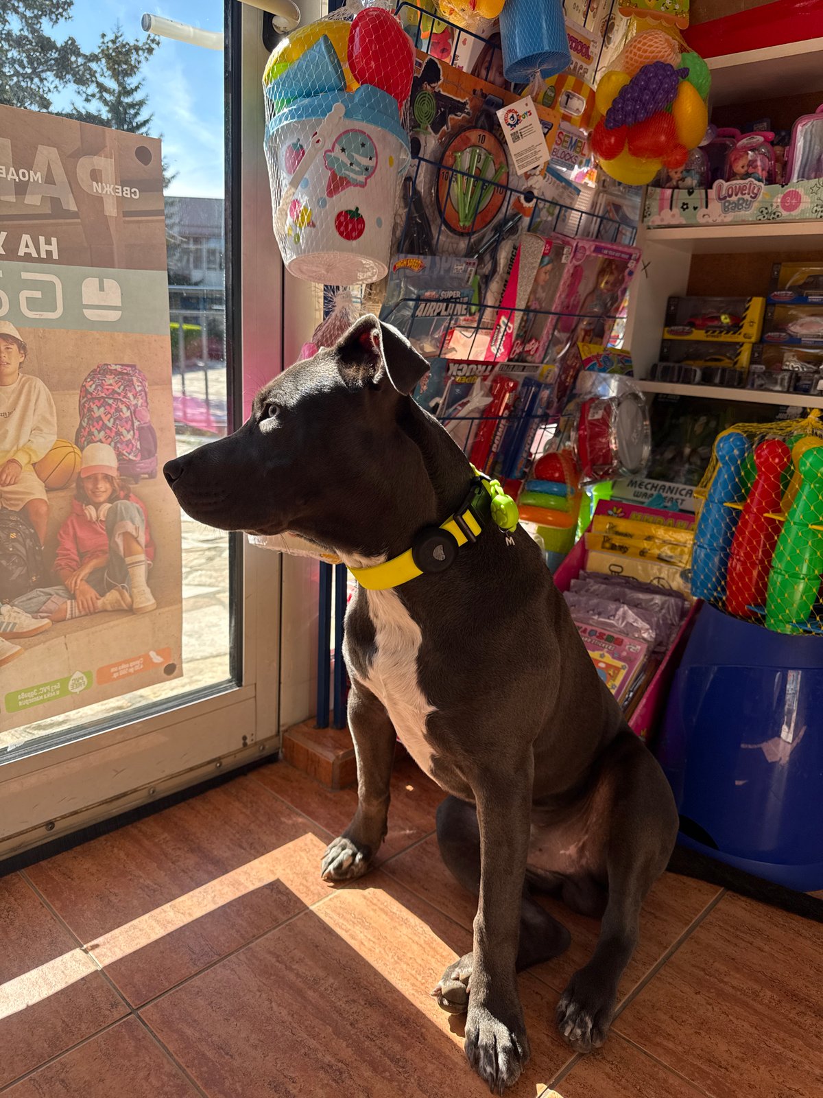 Dog rests in toy shop doorway in Aksakovo