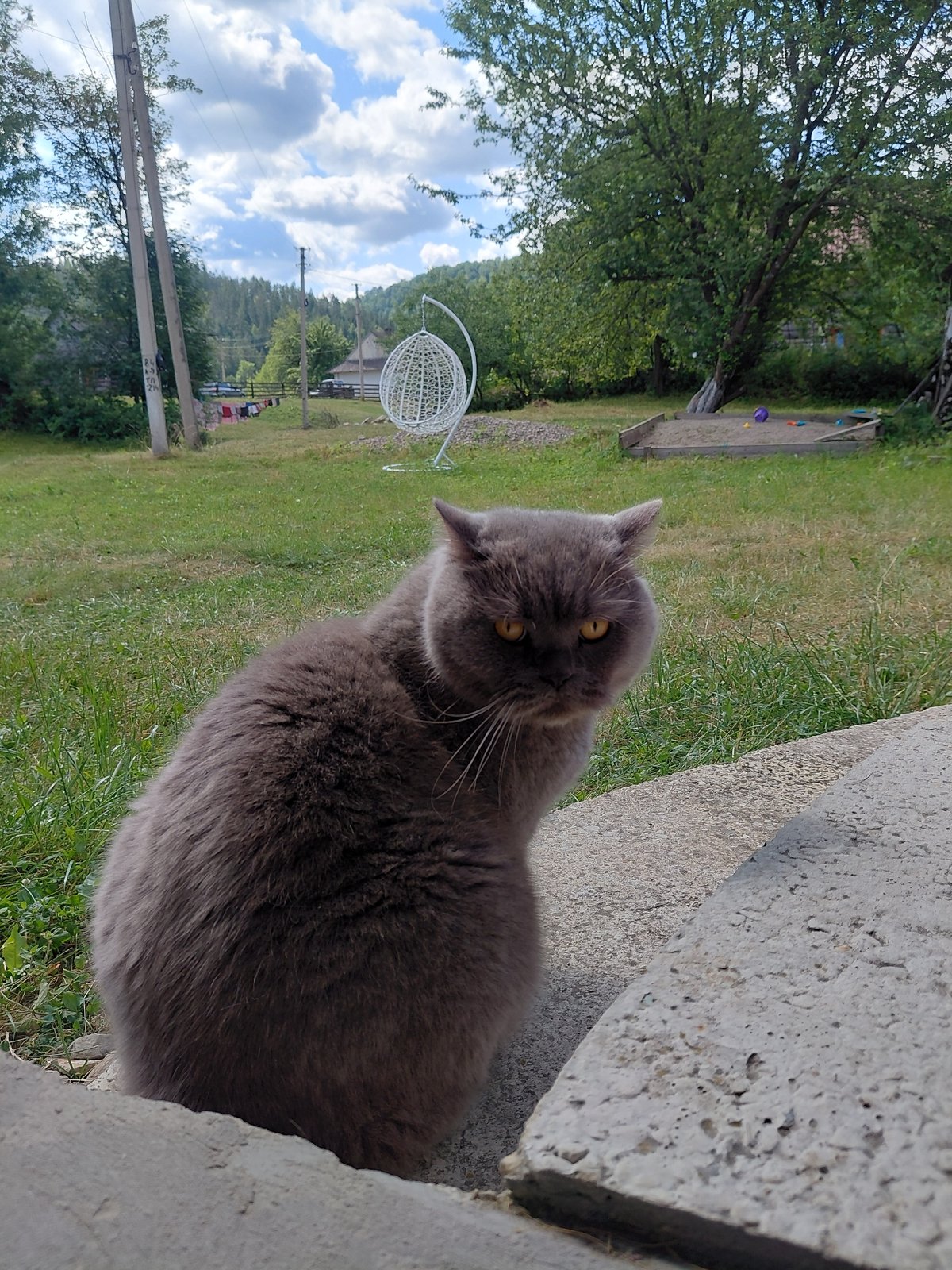 Summer morning in rural Chernyk: landscapes, a cat, and a kid in the grass