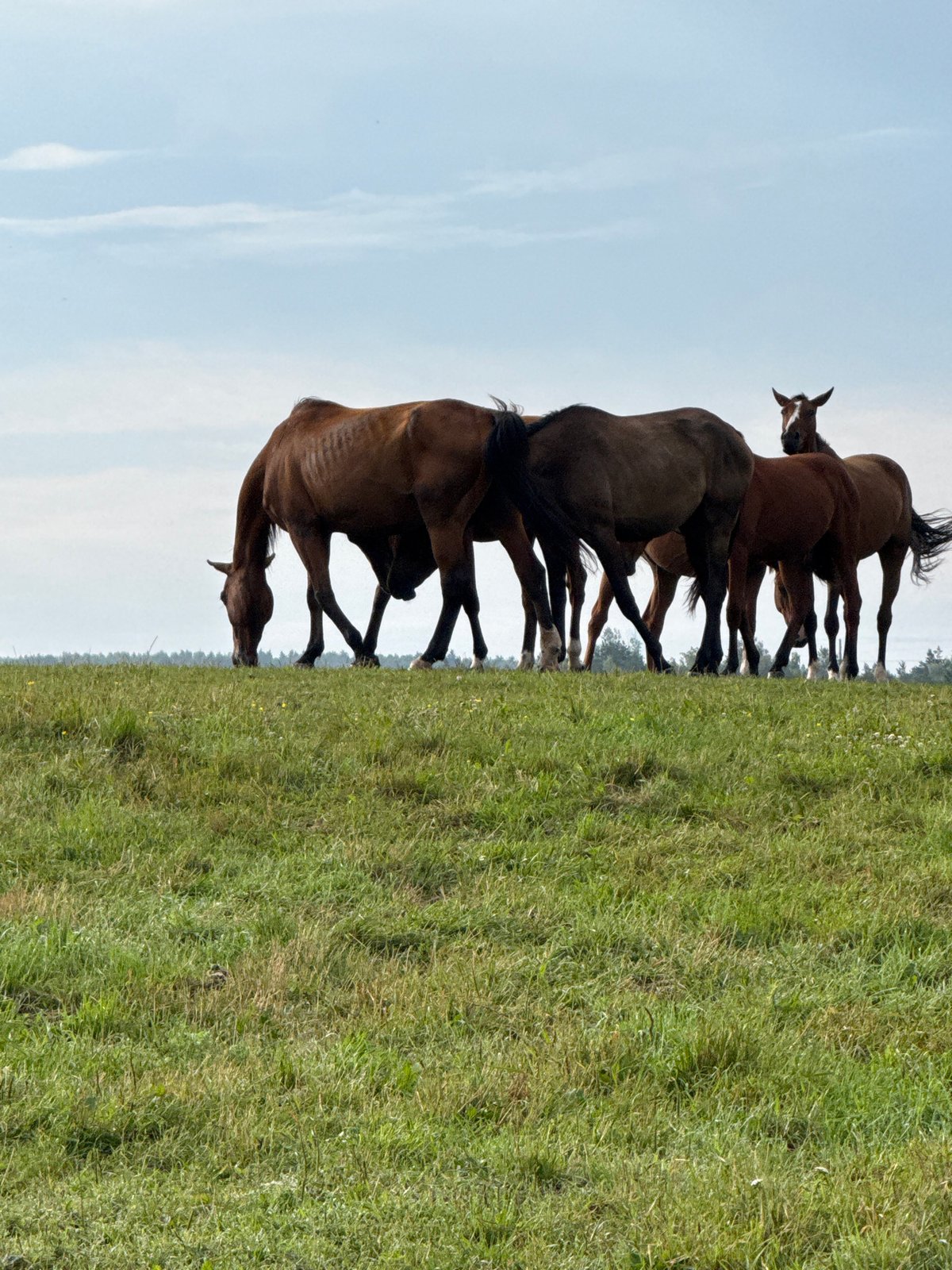 Horses graze across Galinė pastures as a paraglider passes overhead
