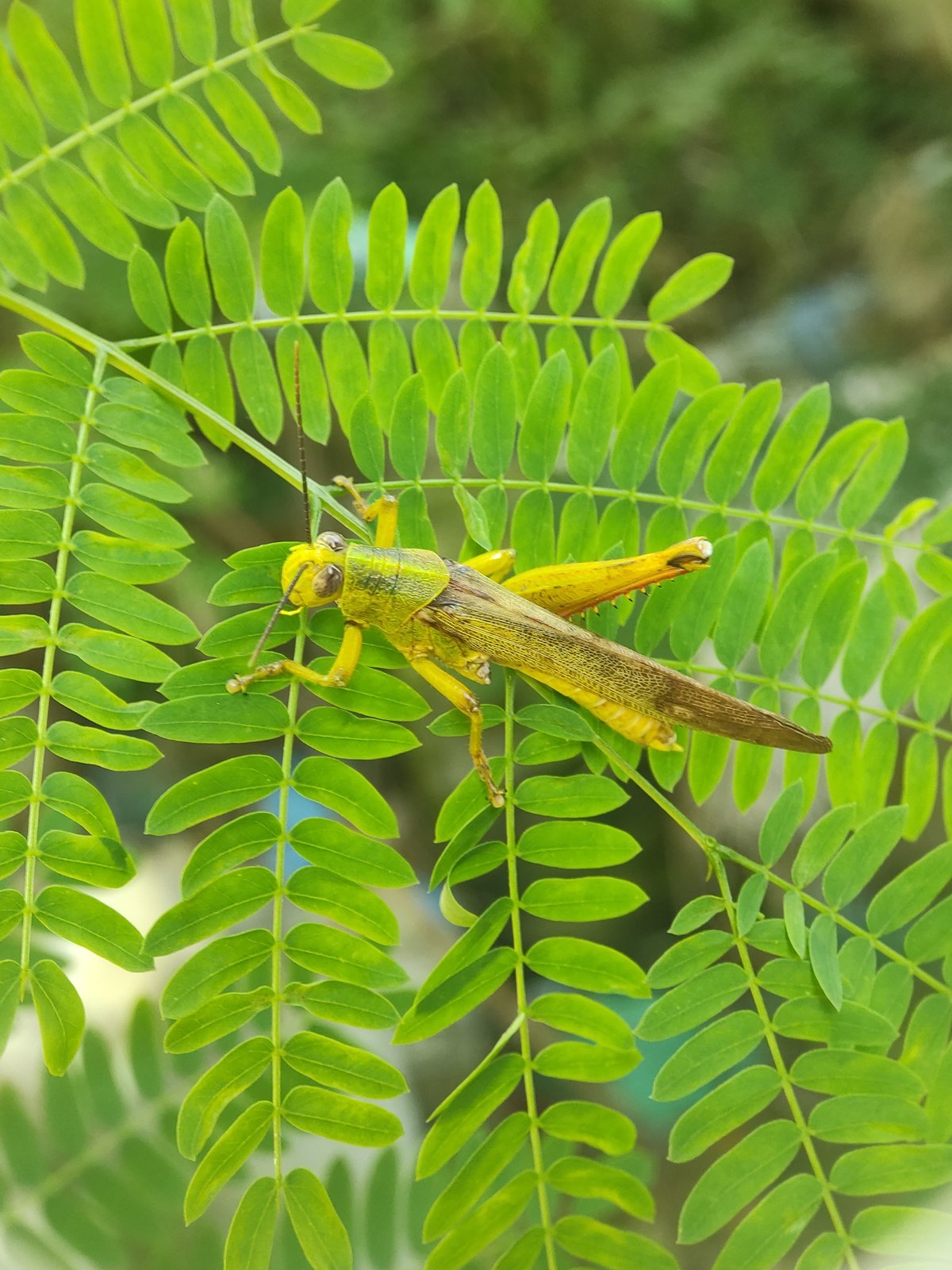 Morning insects and flooded rice fields documented in Lhokseumawe