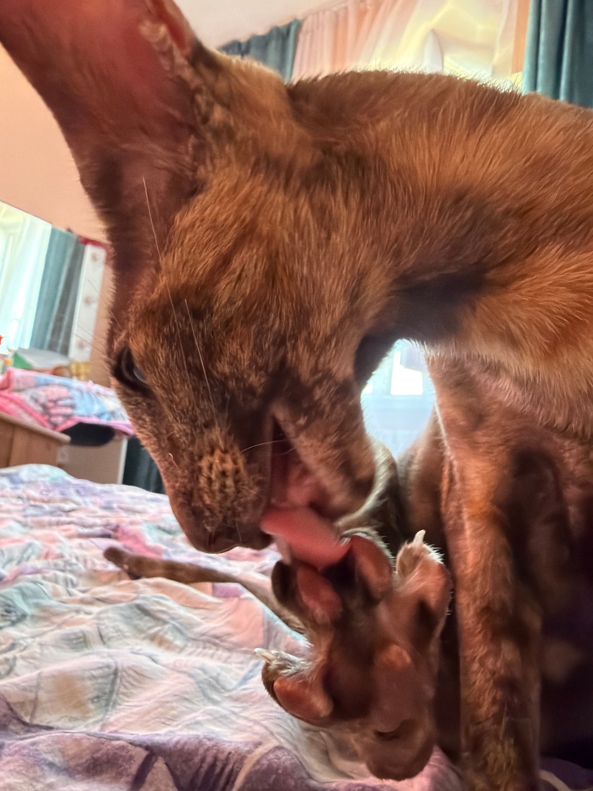Brown tabby cat grooming on a bed in Chaikovsky