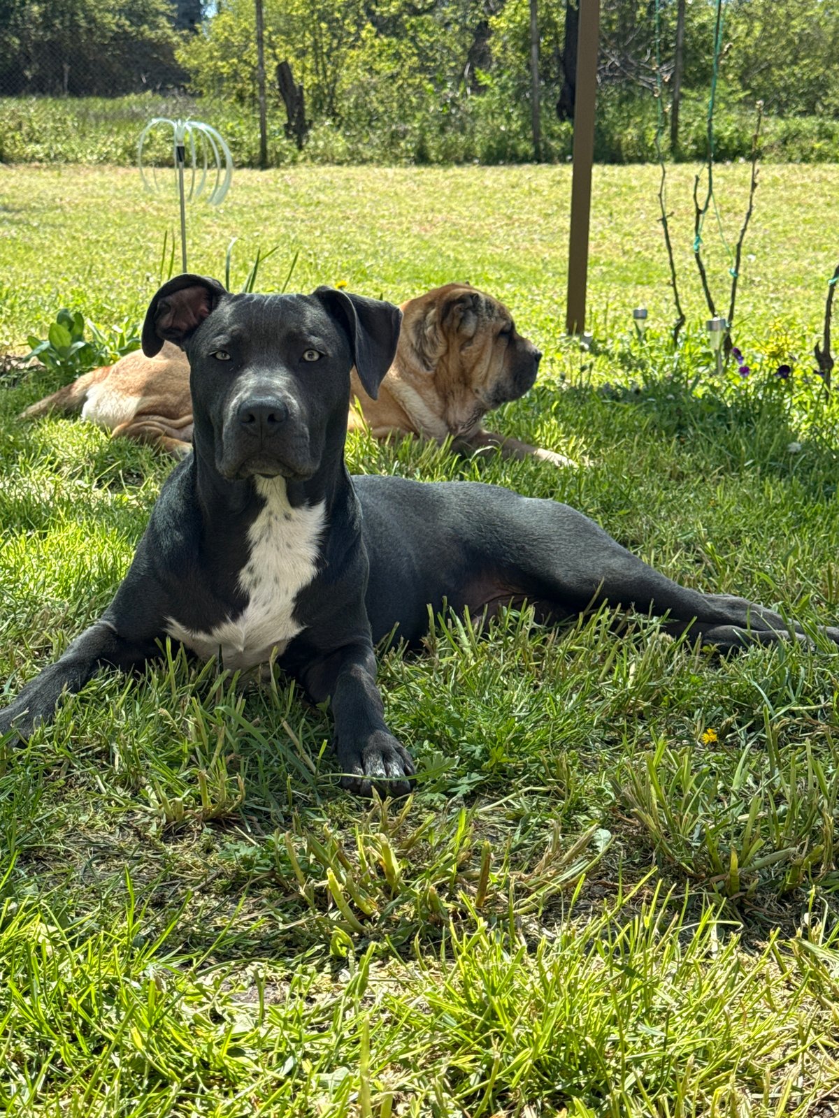 Two dogs rest peacefully in grassy area, Zornitsa Bulgaria