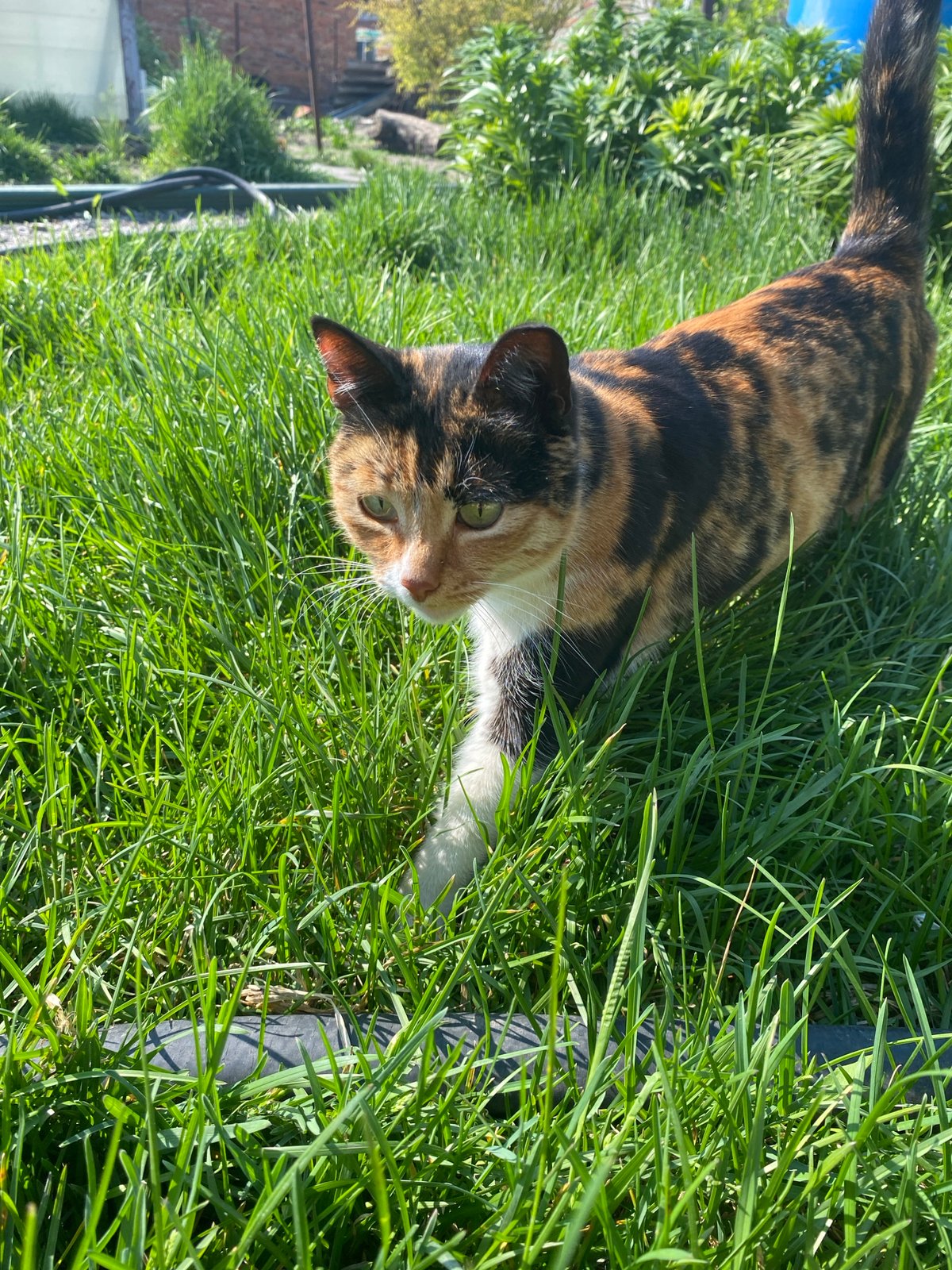 Spring scenes with cat, blossoms observed in Oblivskaya, Russia