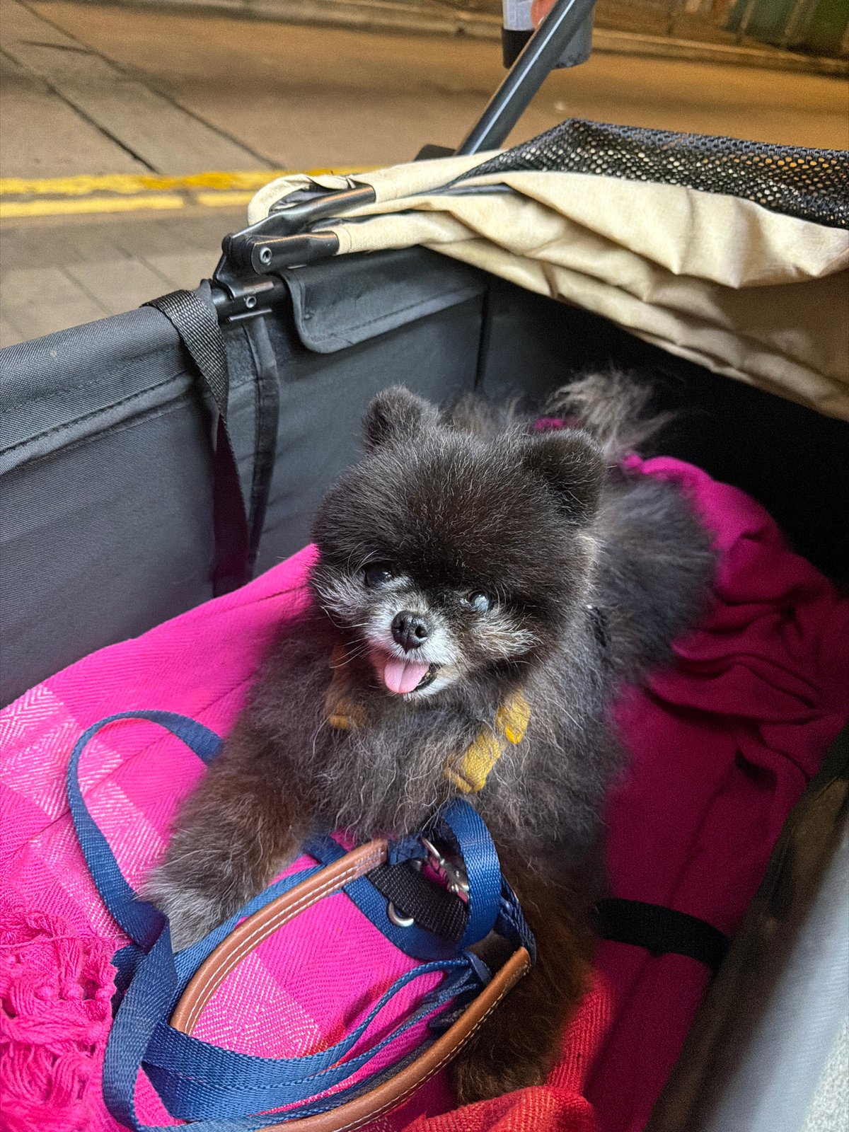 Pomeranian dog spotted in stroller during evening in Hong Kong