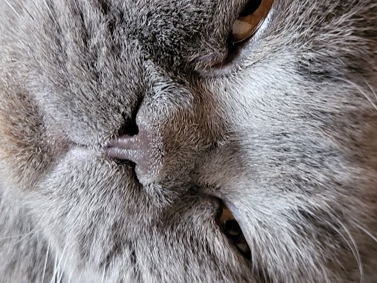 Grey cat resting and grooming documented in residential area