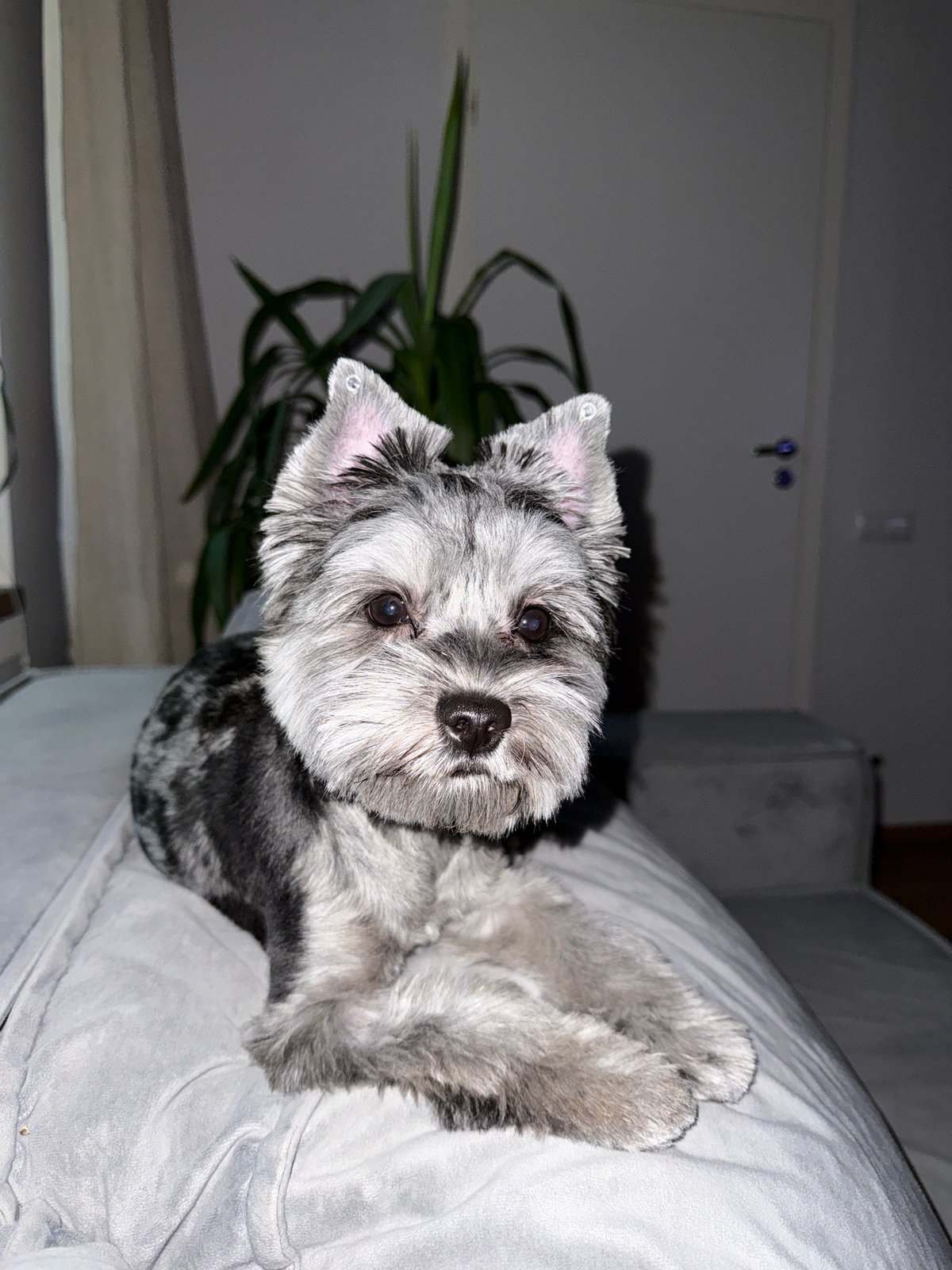 Relaxed afternoon with dog and bedtime moments in Chaikovsky